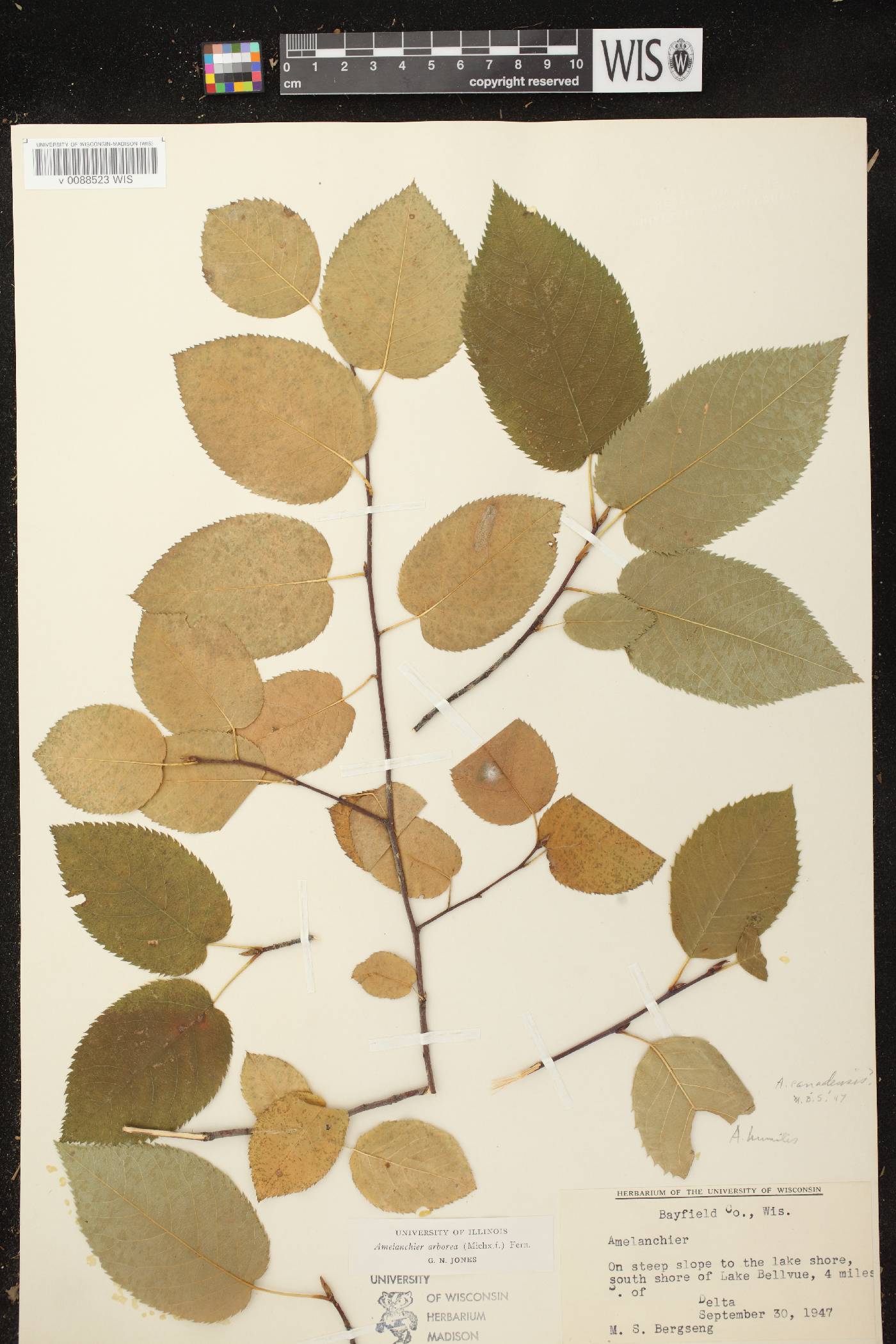 Amelanchier arborea image