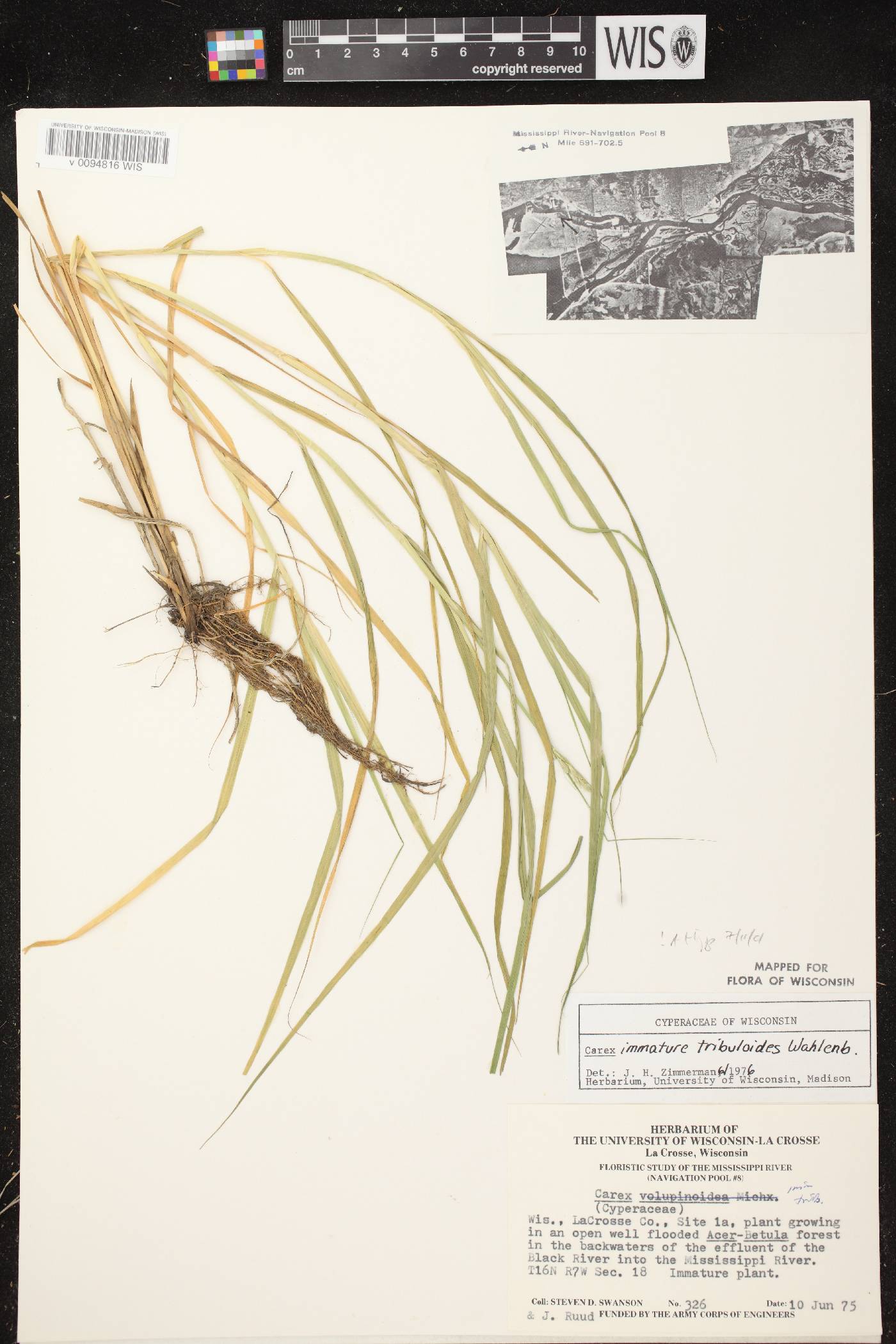 Carex tribuloides var. tribuloides image