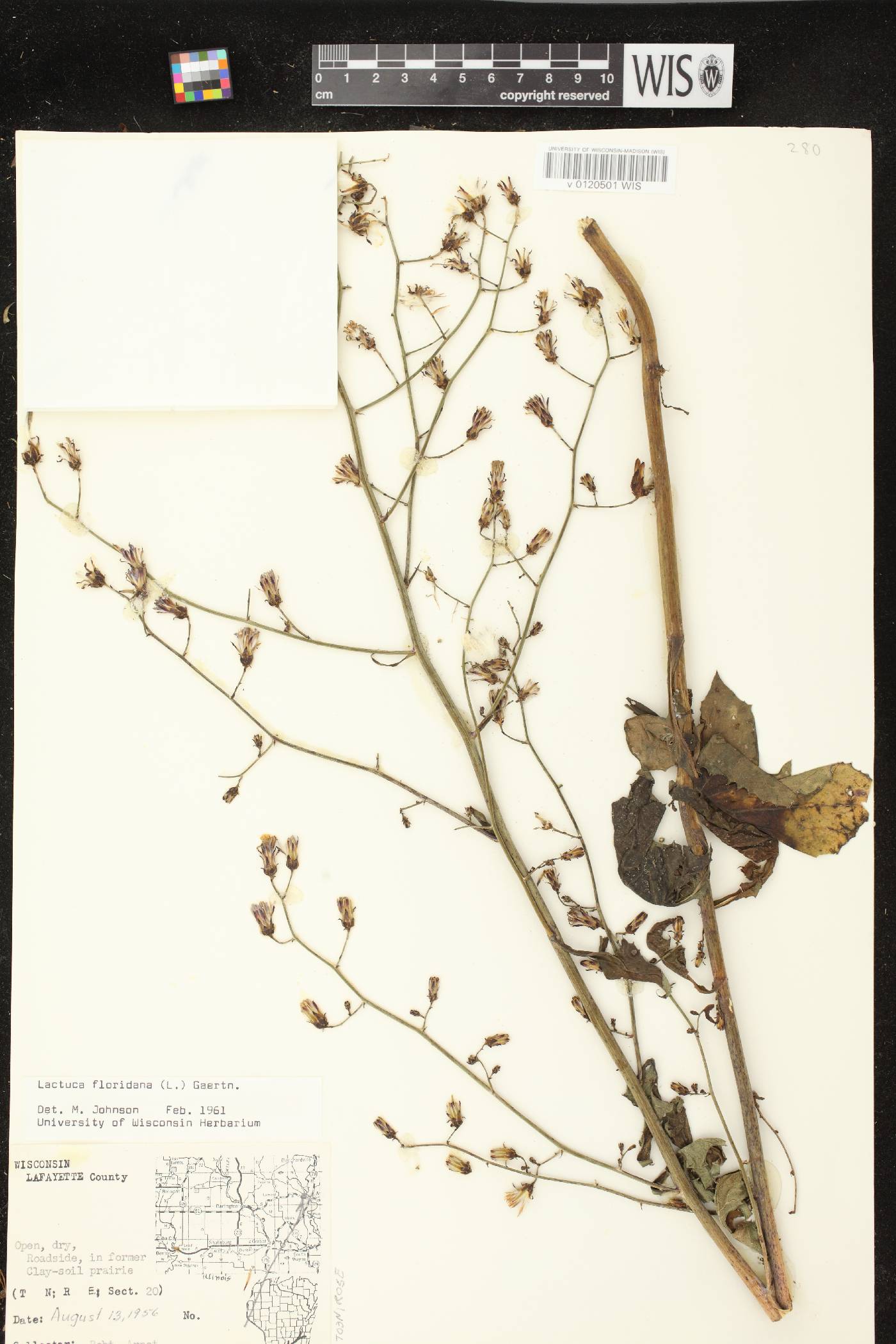 Lactuca floridana image
