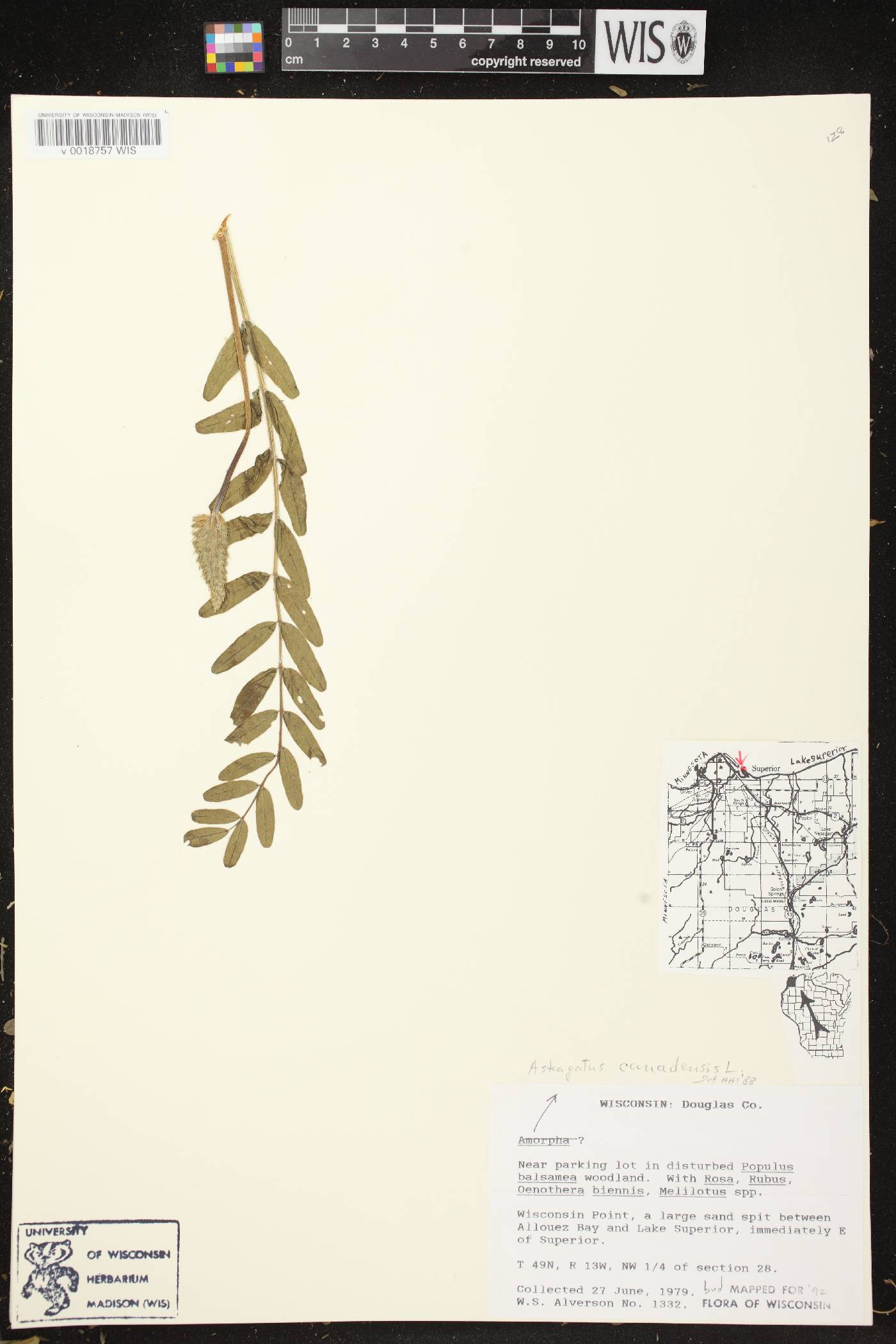 Astragalus canadensis var. canadensis image