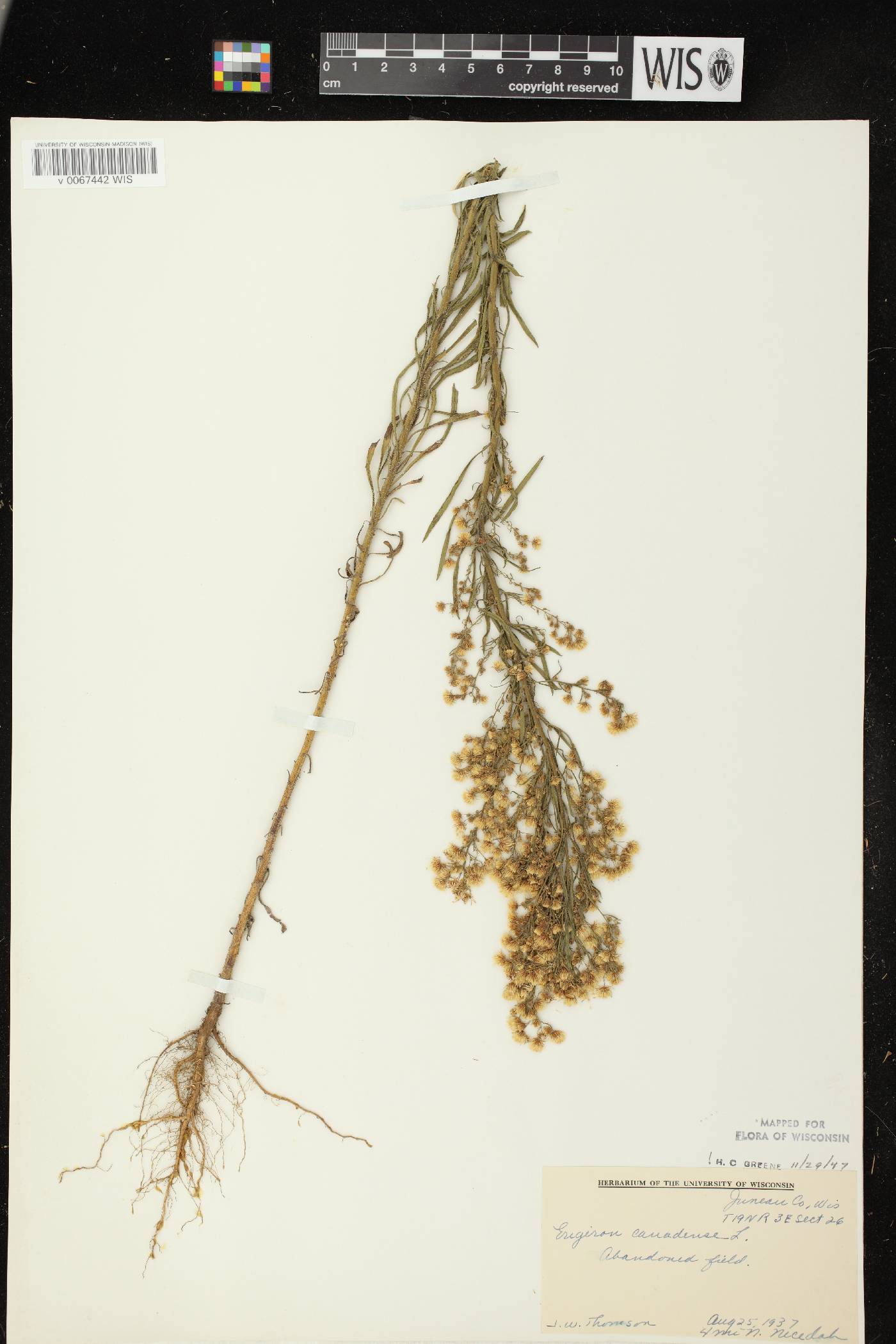 Conyza canadensis image