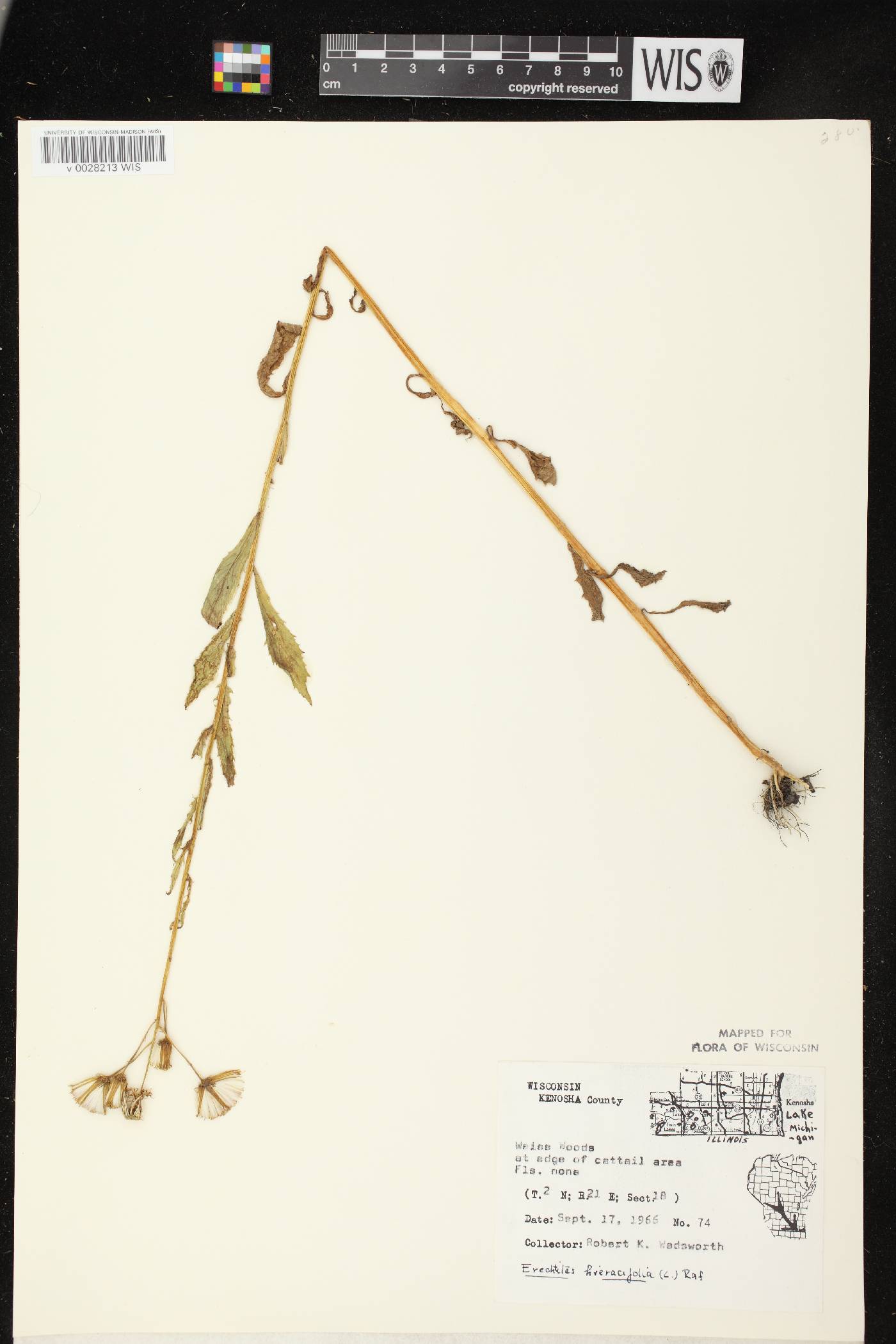 Erechtites hieracifolius image