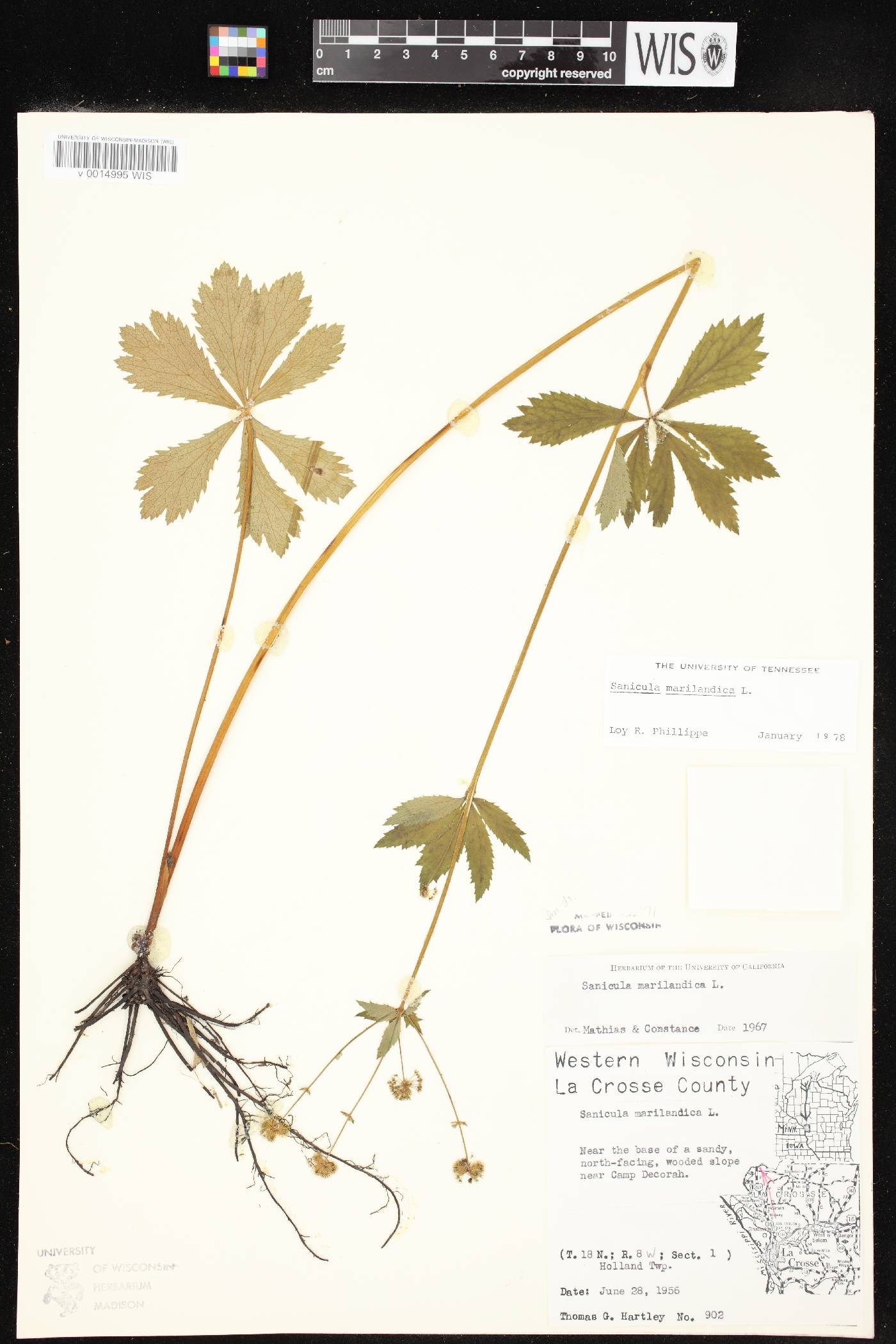 Sanicula marilandica image