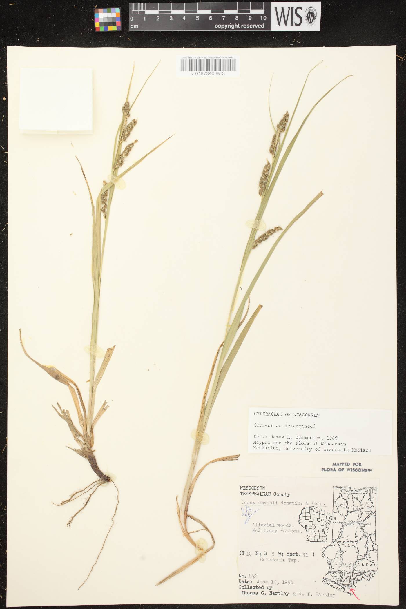 Carex davisii image
