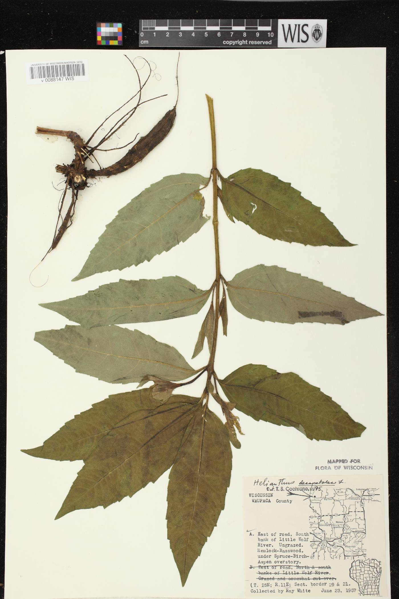 Helianthus decapetalus image