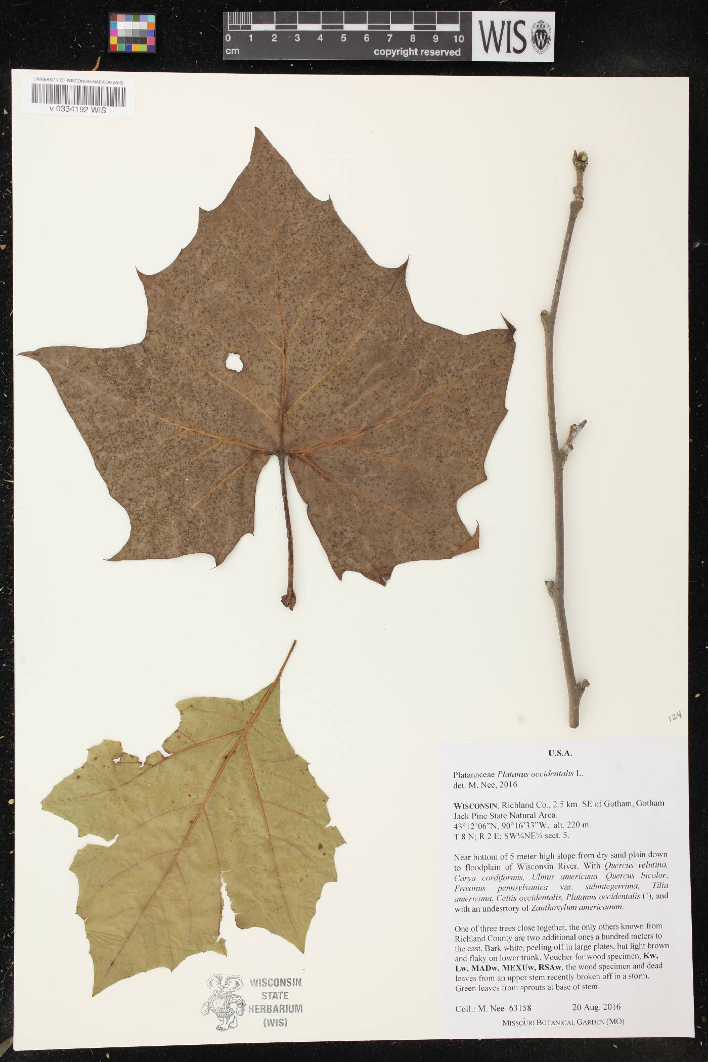 Platanus occidentalis image