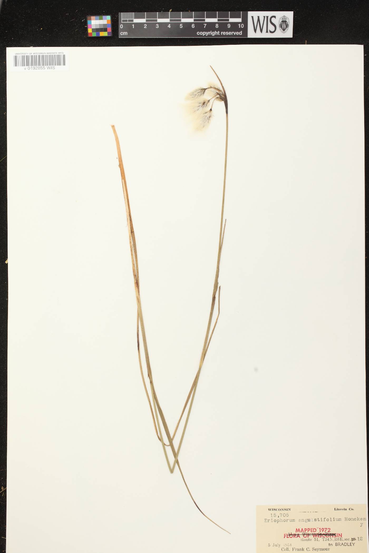 Eriophorum angustifolium subsp. angustifolium image