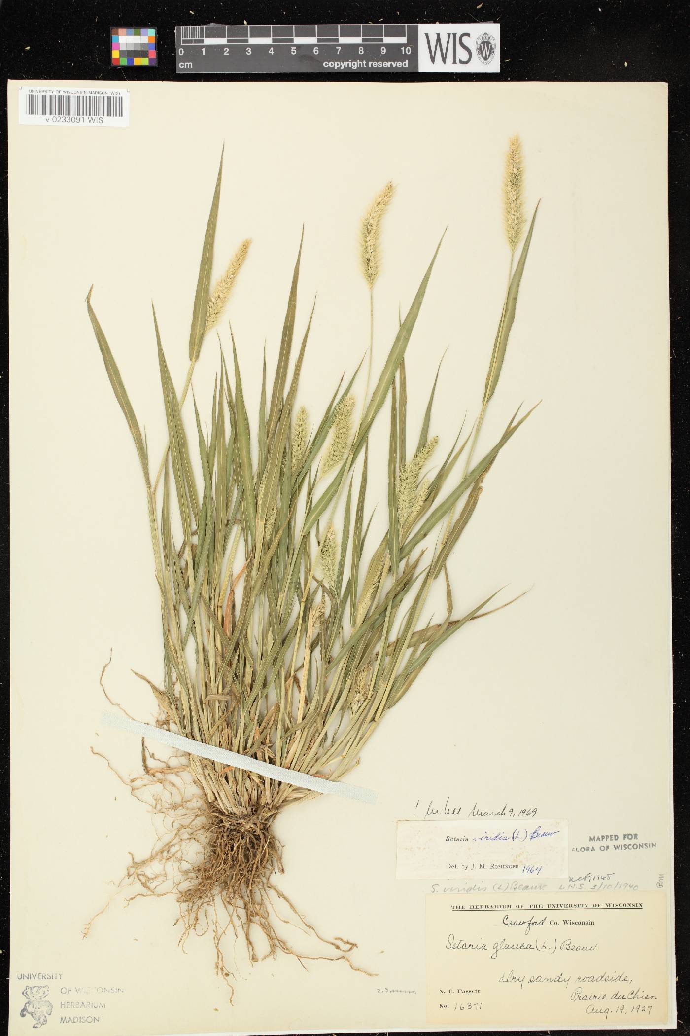 Setaria viridis var. viridis image