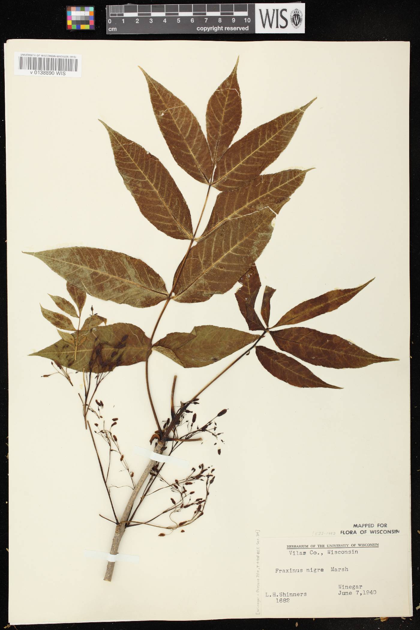 Fraxinus nigra image