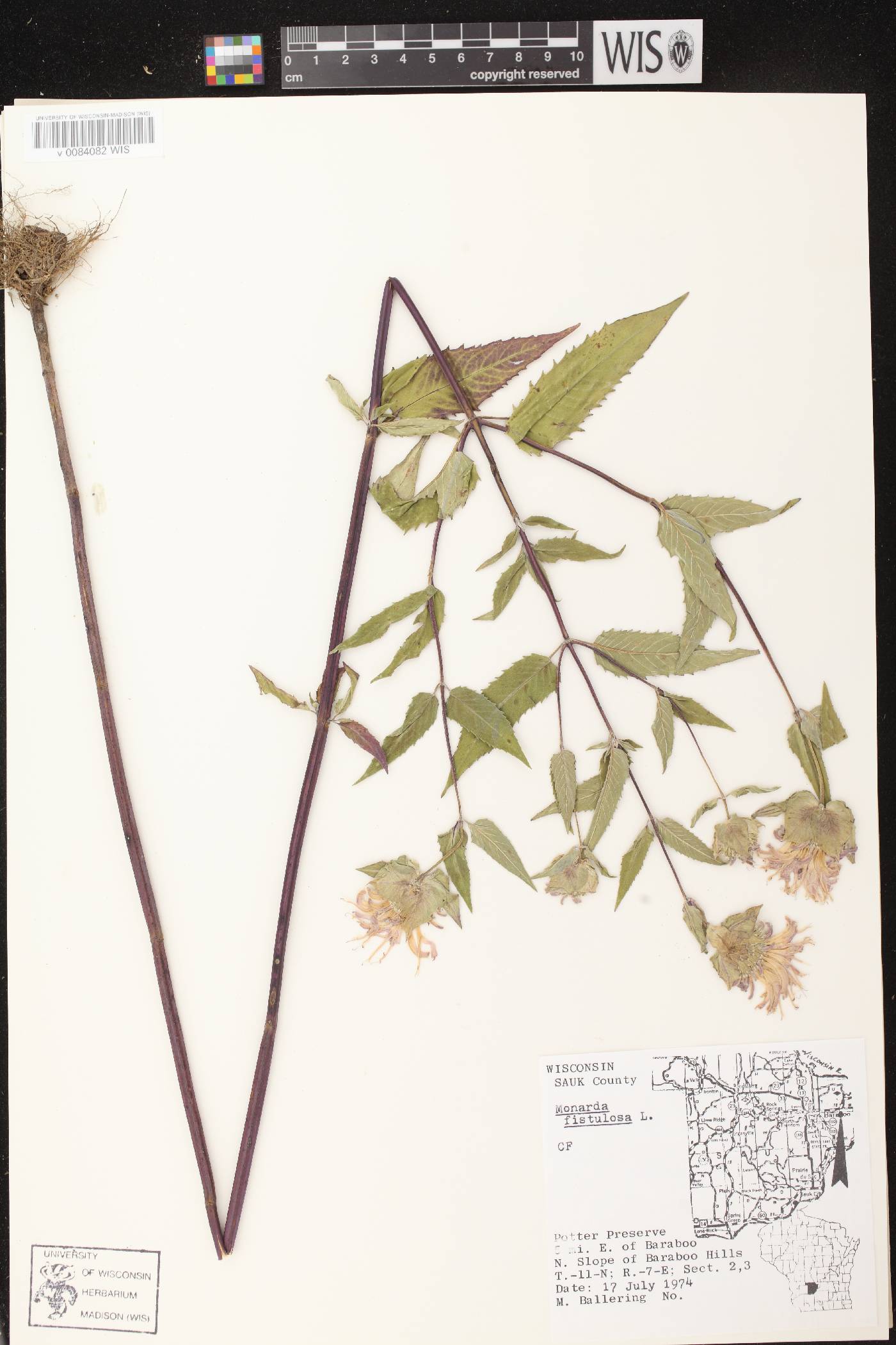 Monarda fistulosa subsp. fistulosa image