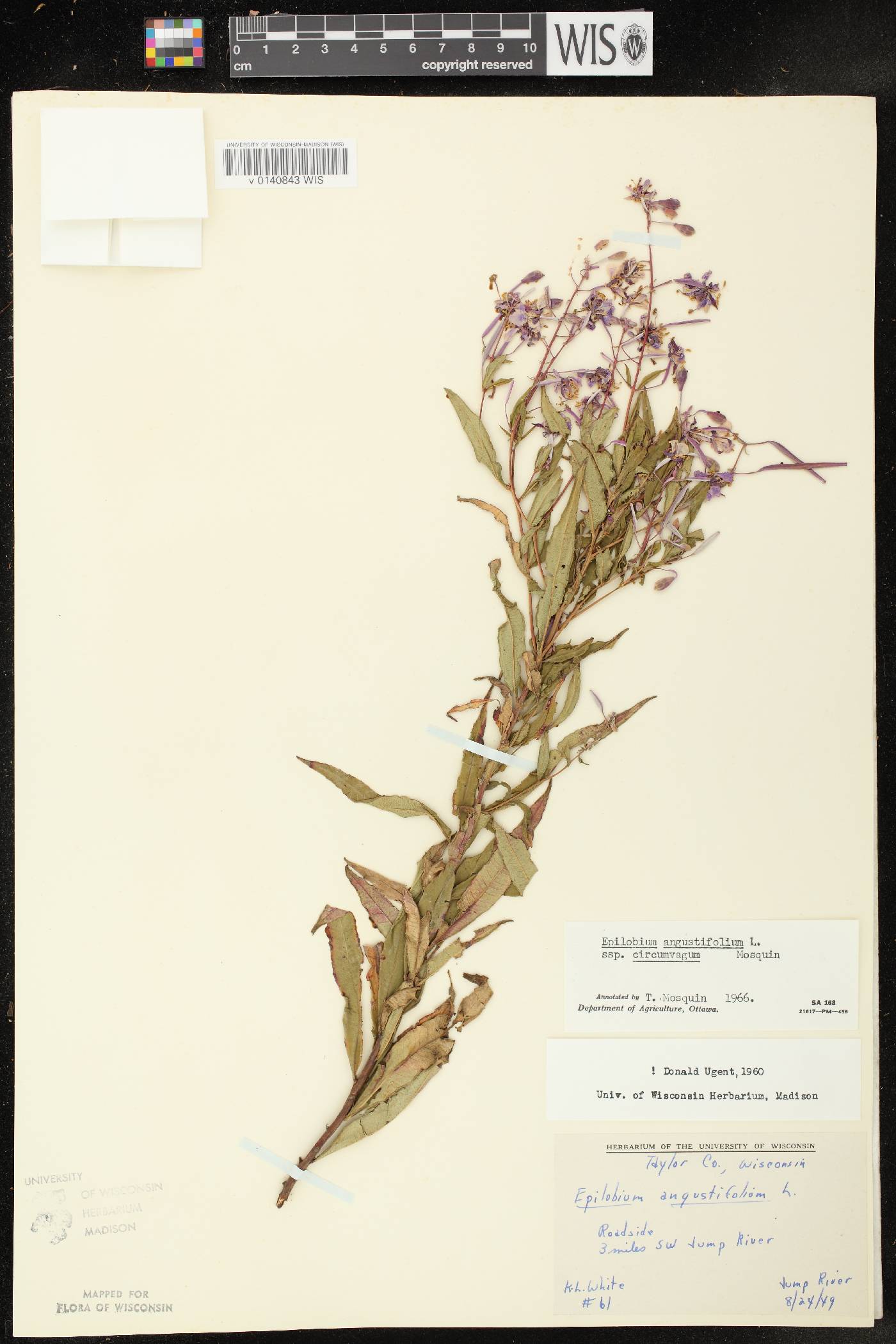 Chamerion angustifolium subsp. circumvagum image