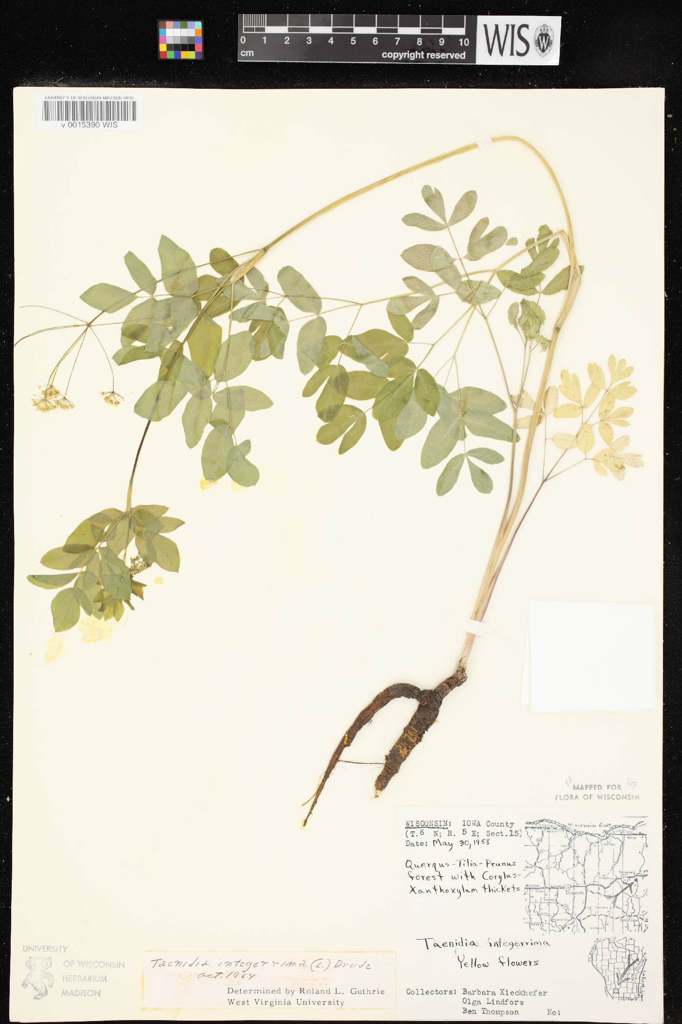 Taenidia integerrima image