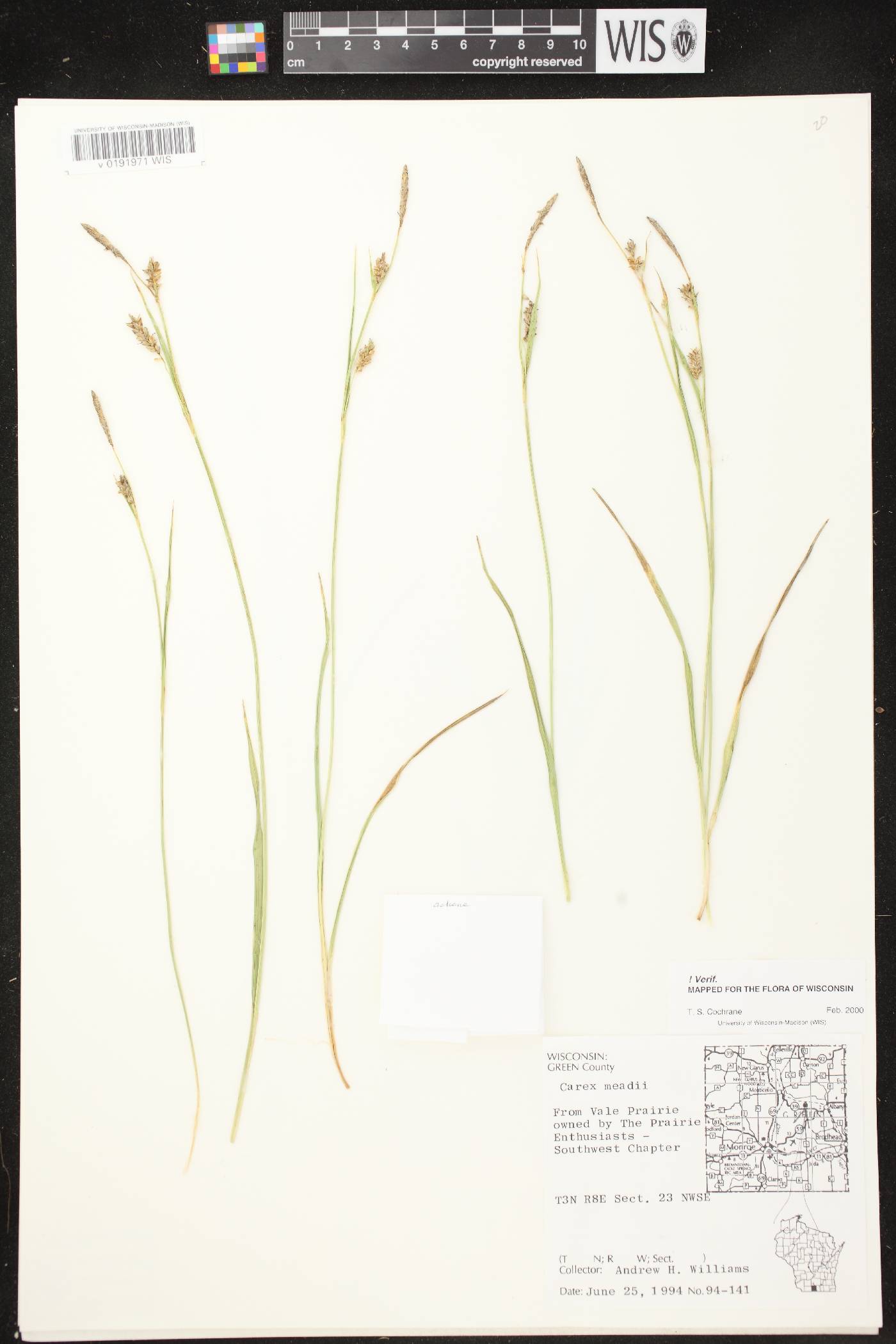 Carex meadii image