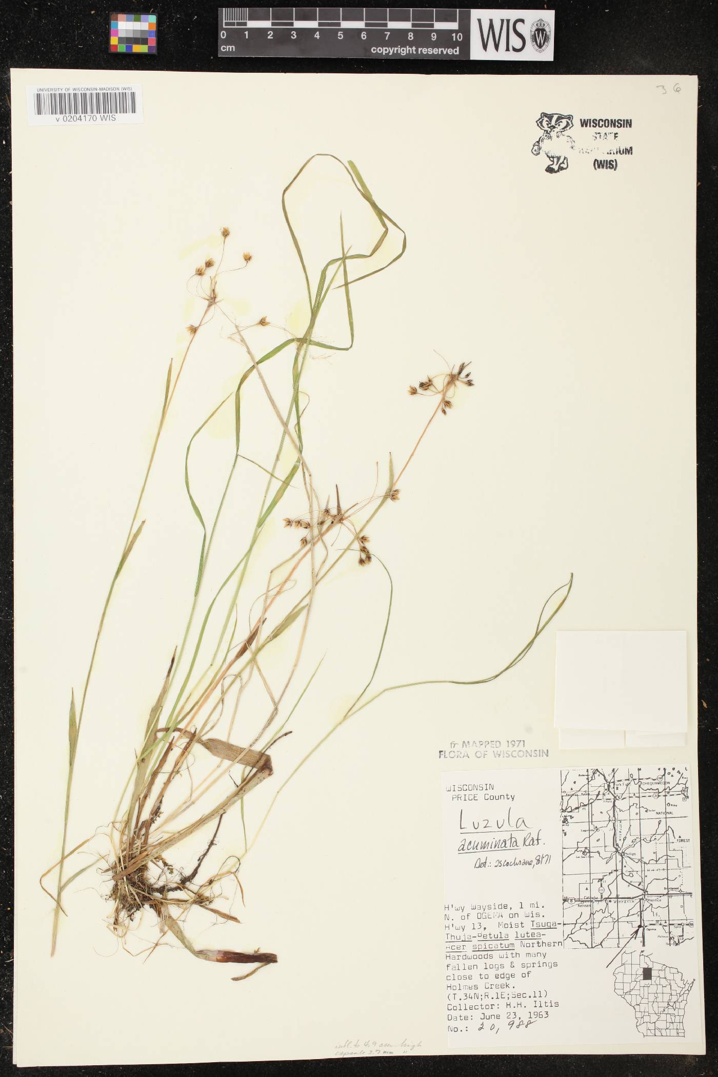 Luzula acuminata image