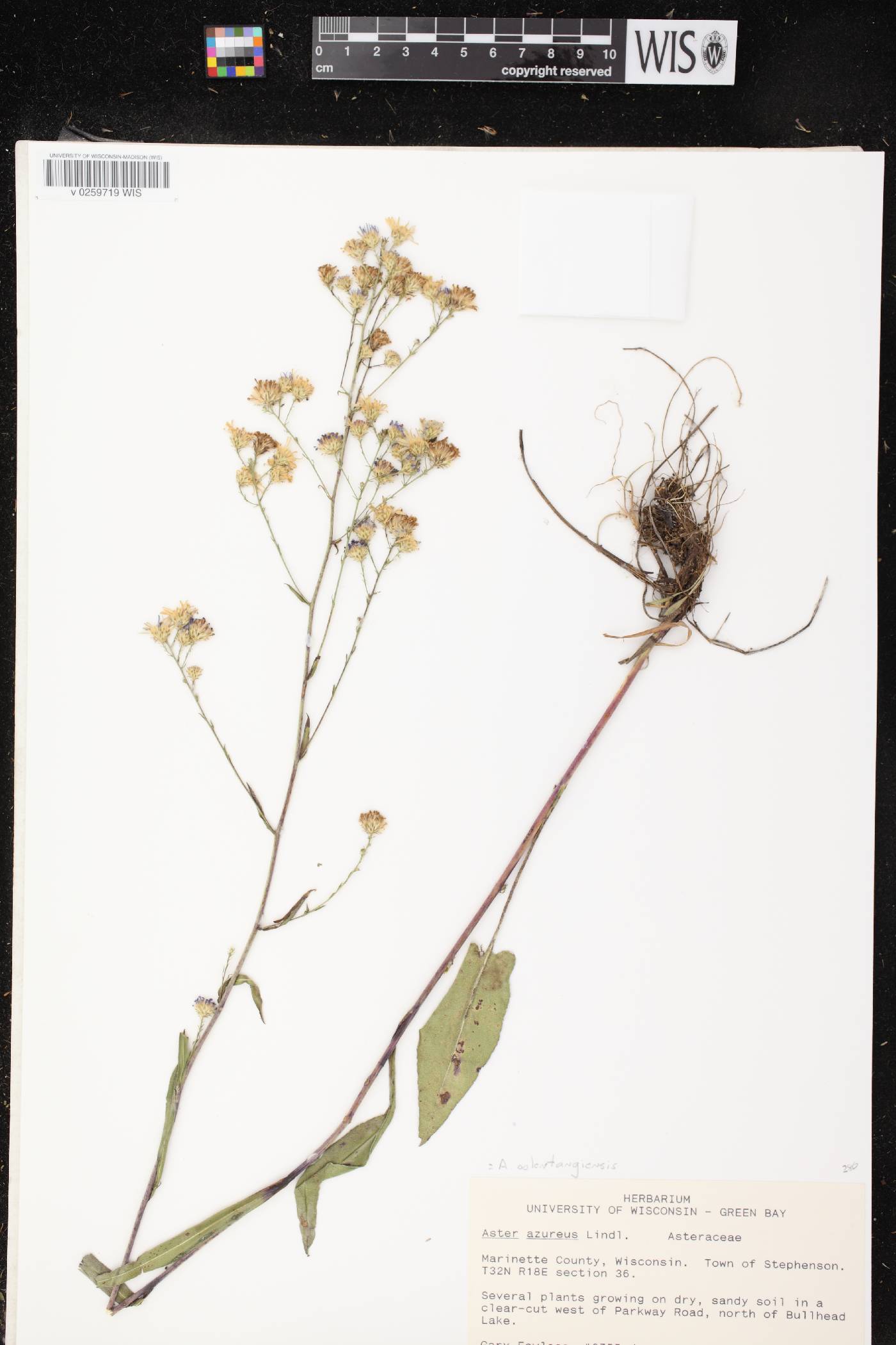Symphyotrichum oolentangiense image