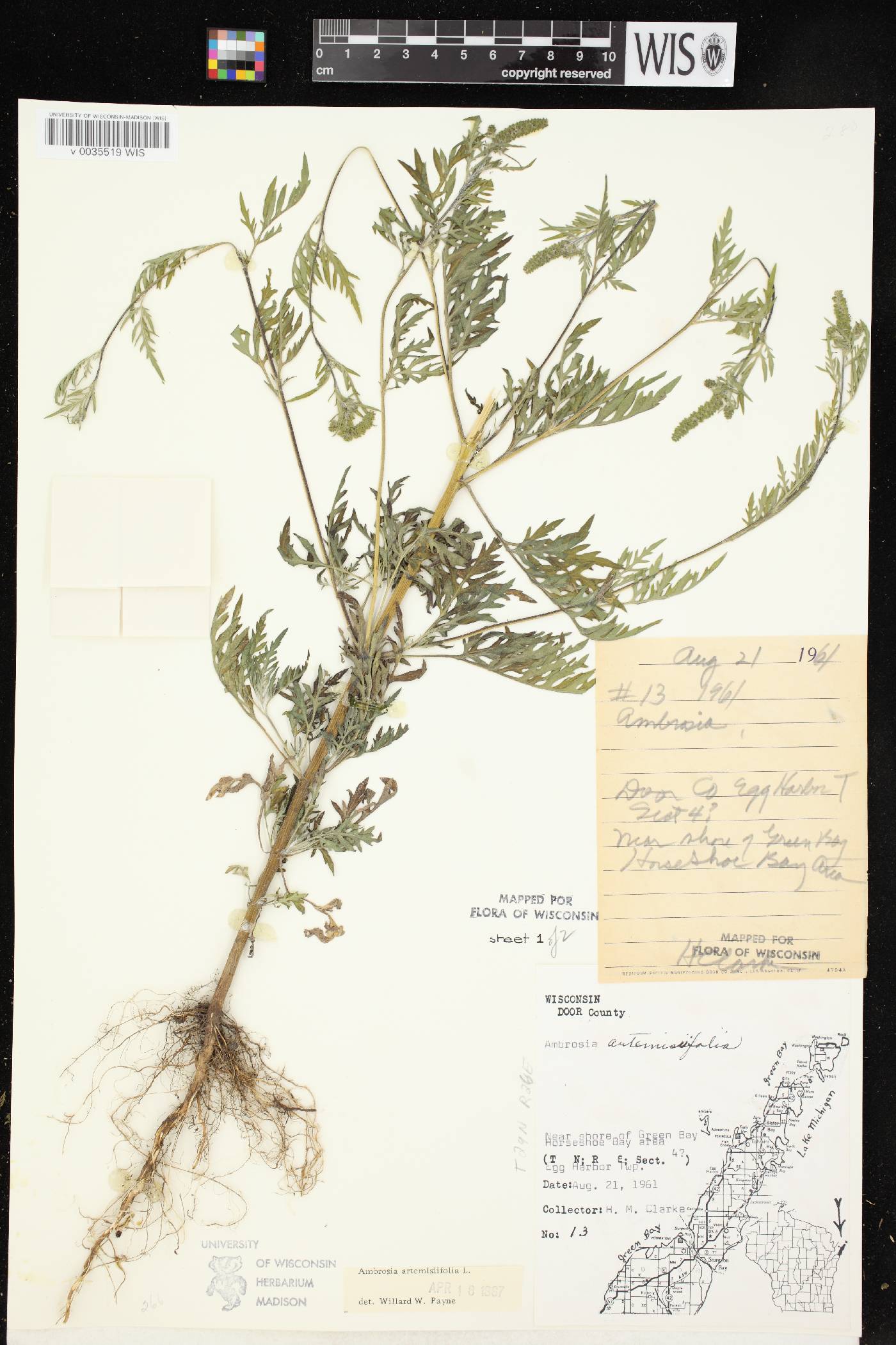 Ambrosia artemisiifolia image