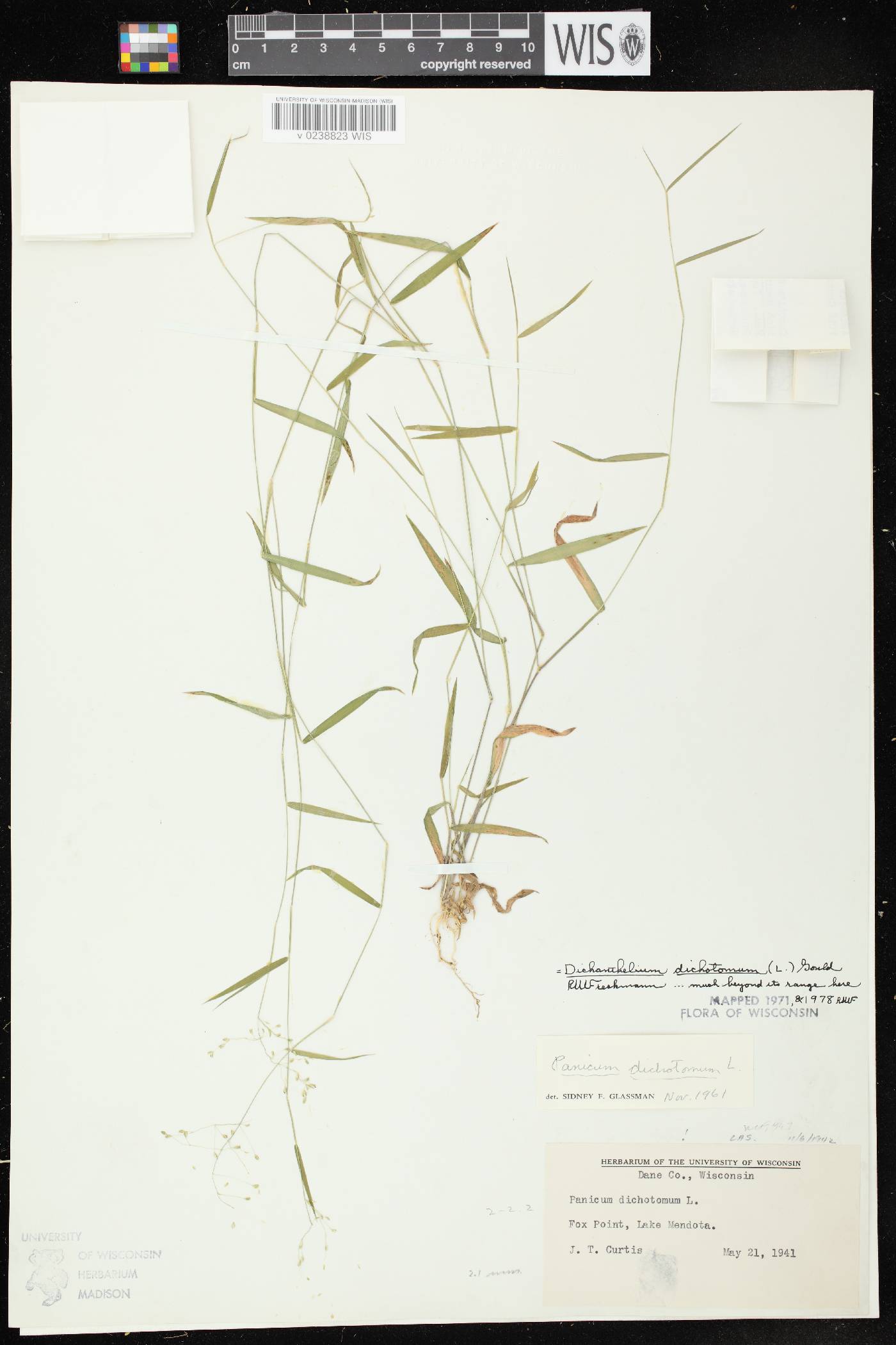 Dichanthelium dichotomum image