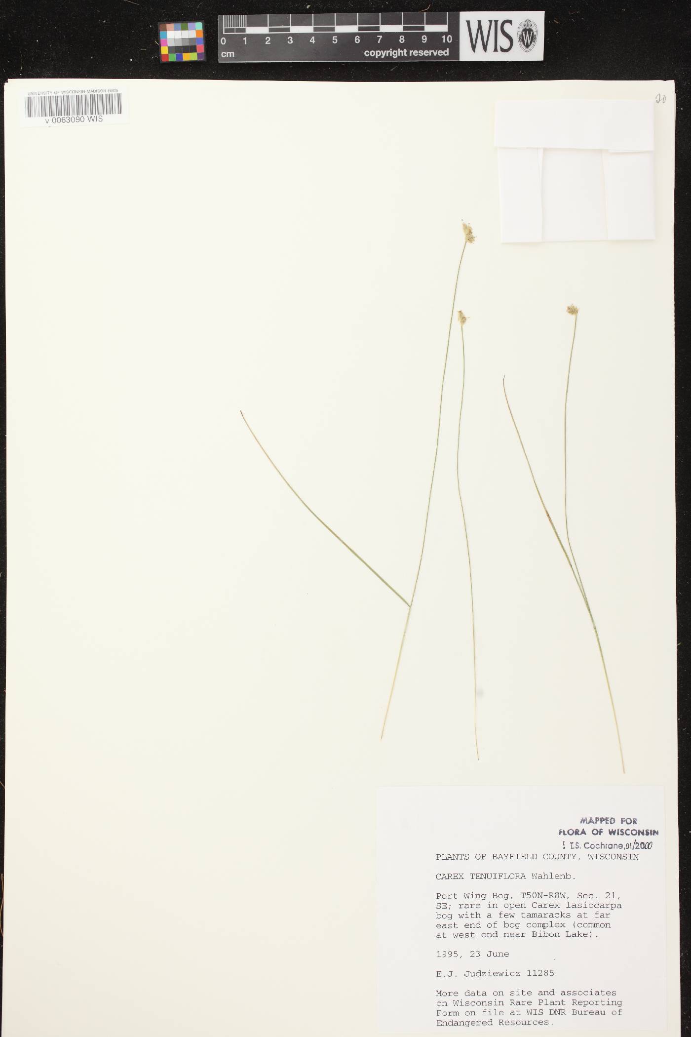 Carex tenuiflora image