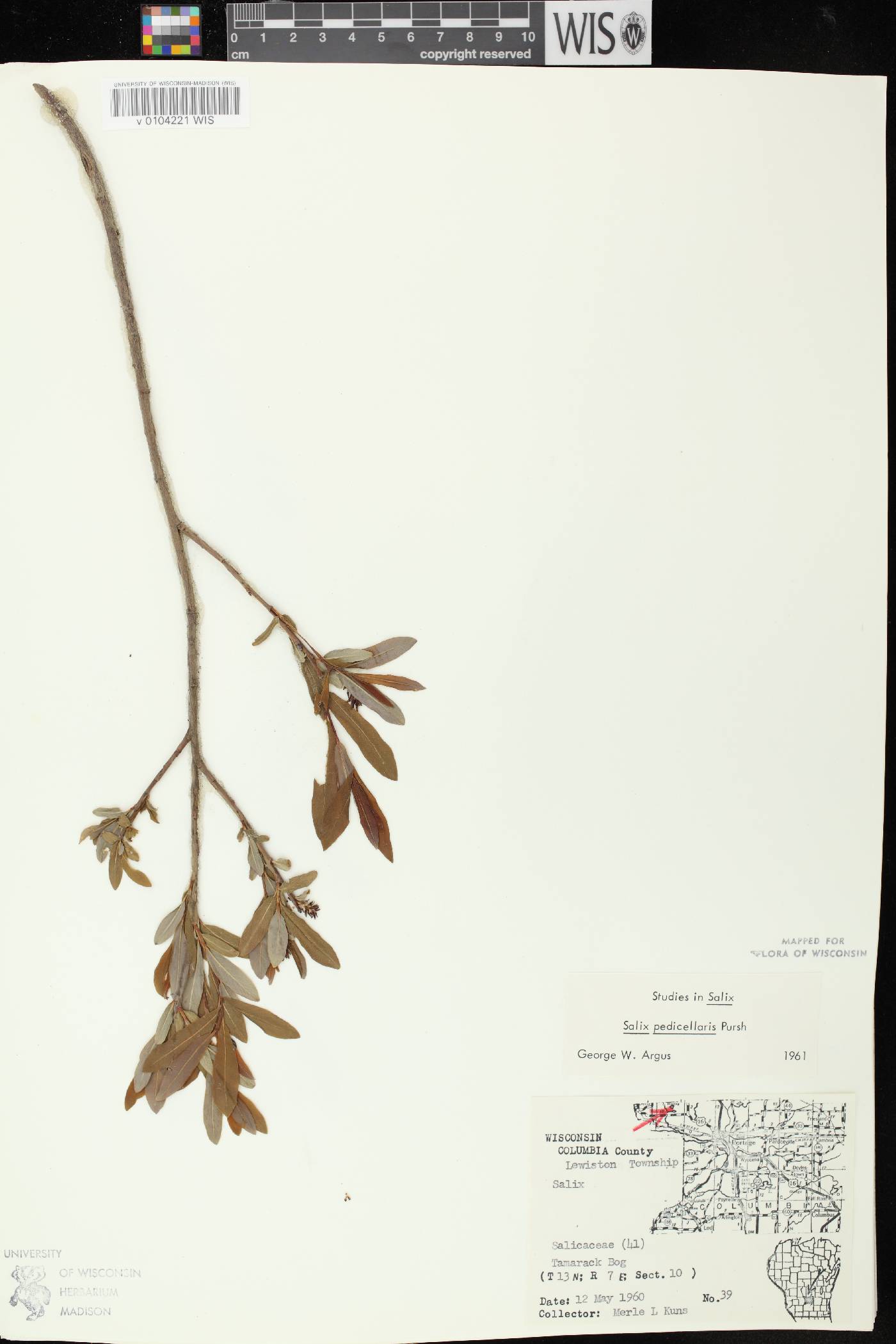Salix pedicellaris image