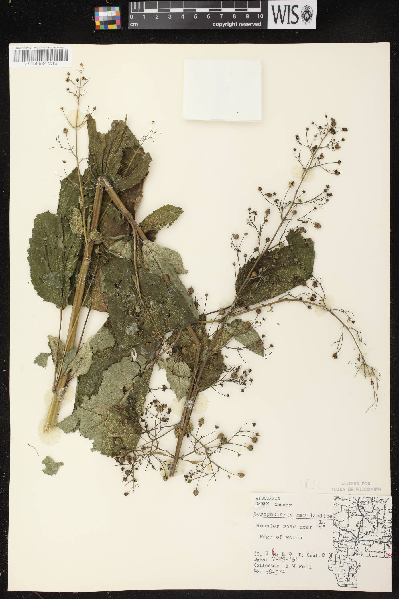 Scrophularia marilandica image
