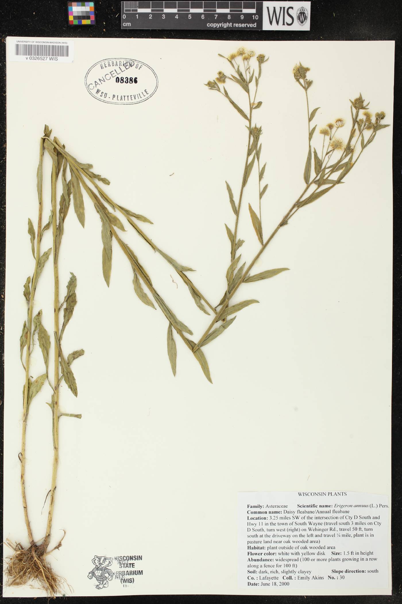Erigeron annuus image