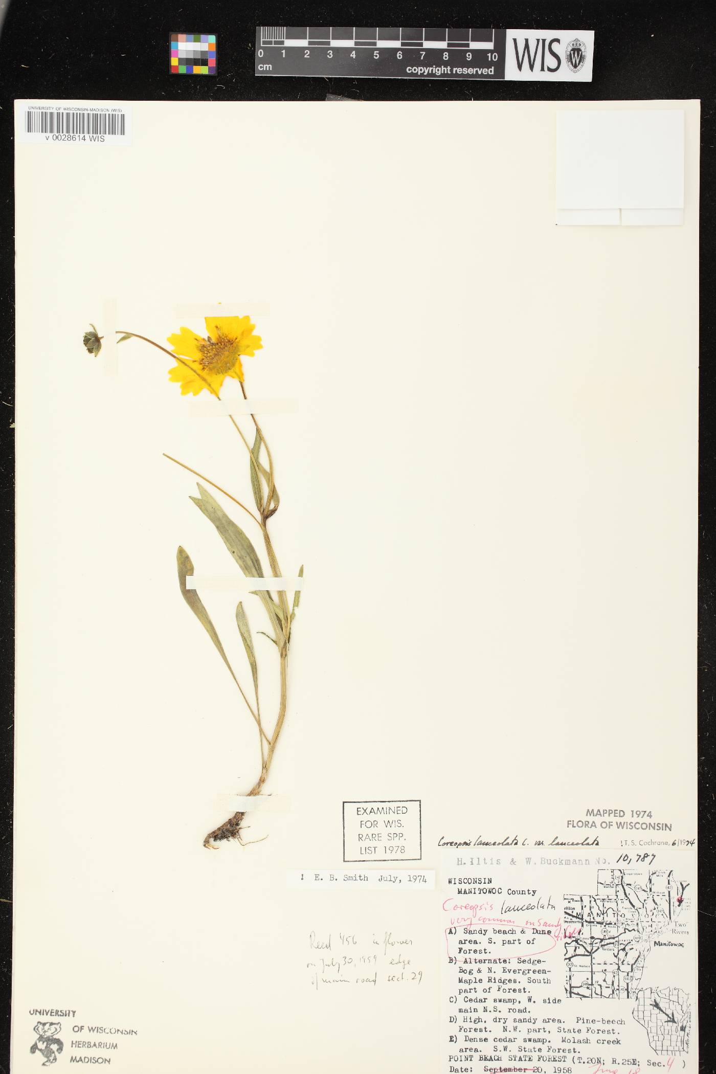 Coreopsis lanceolata image