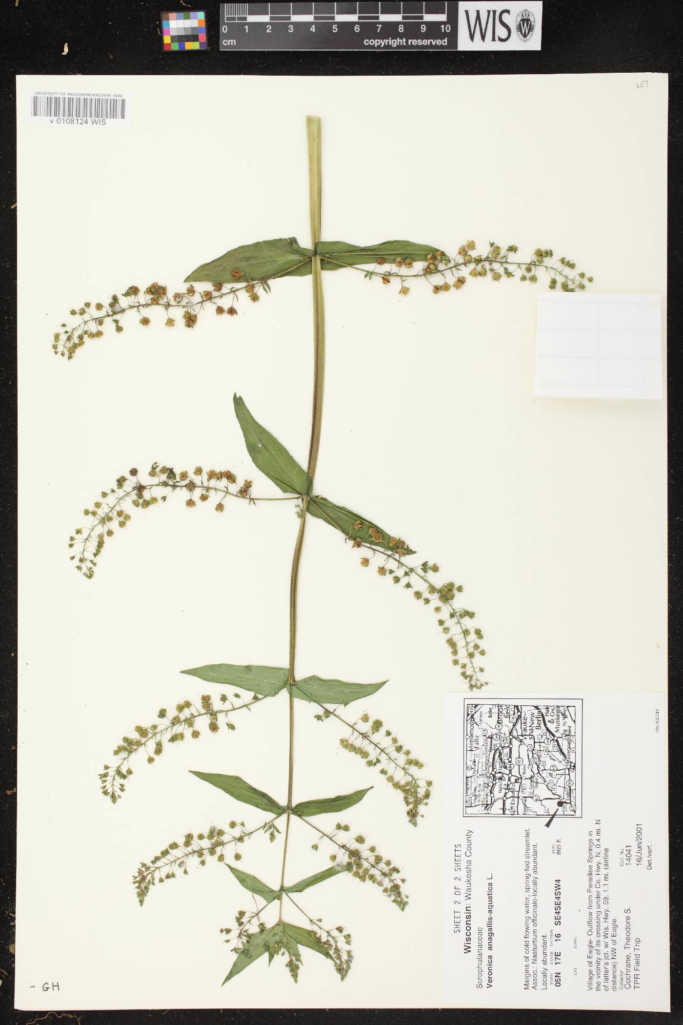 Veronica anagallis-aquatica image