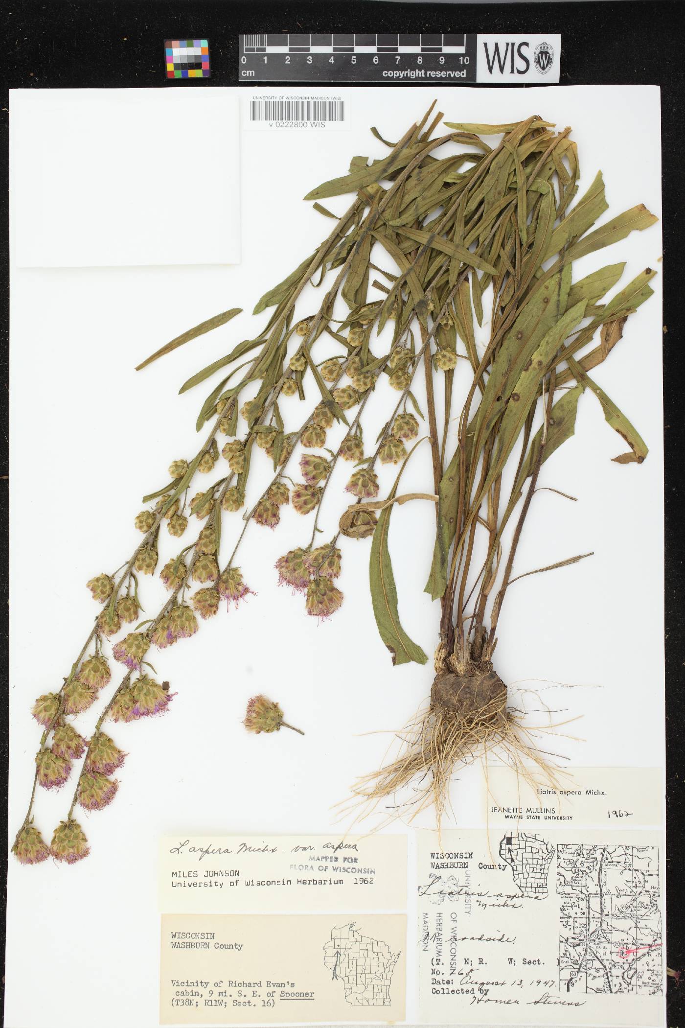 Liatris aspera image