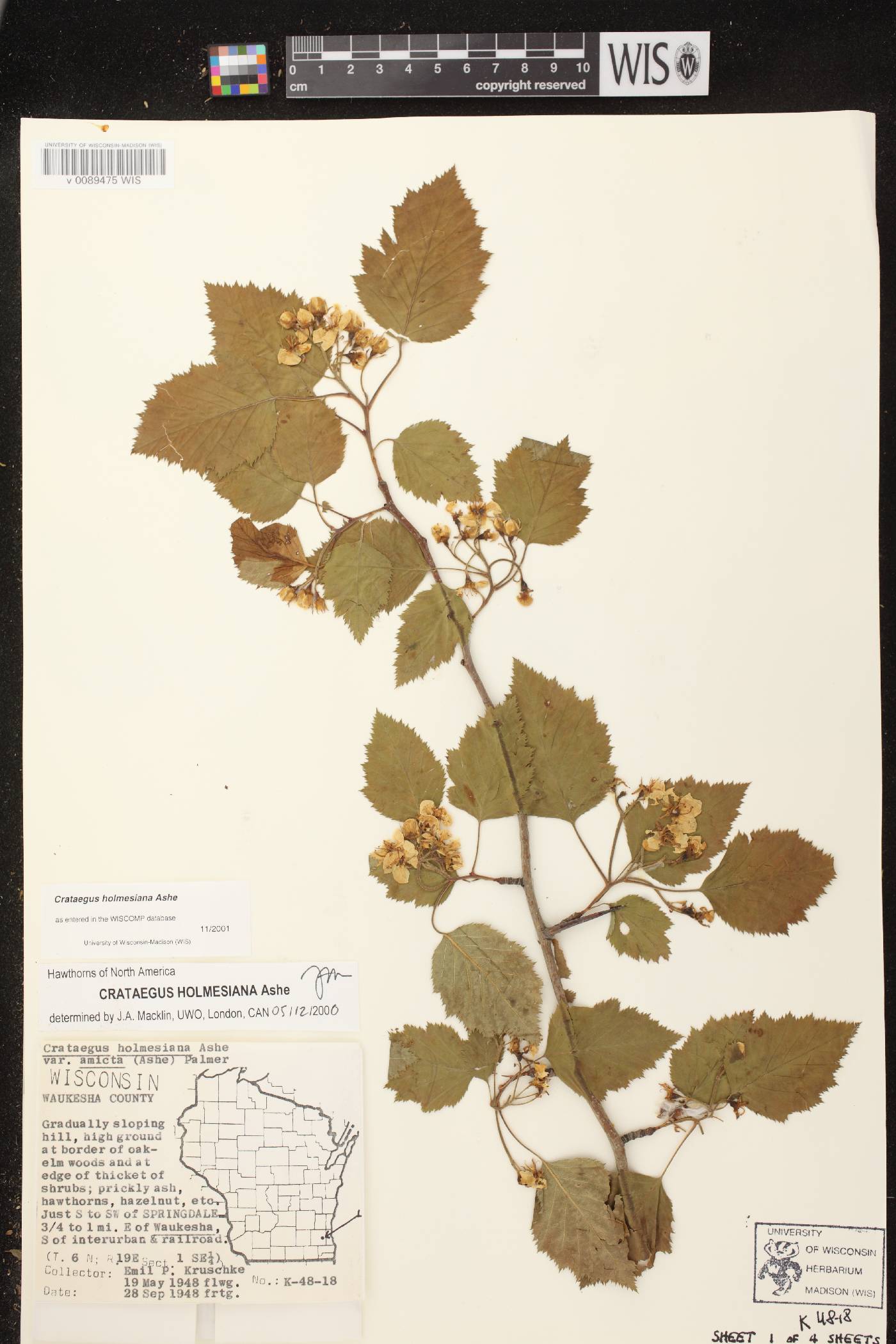 Crataegus holmesiana image