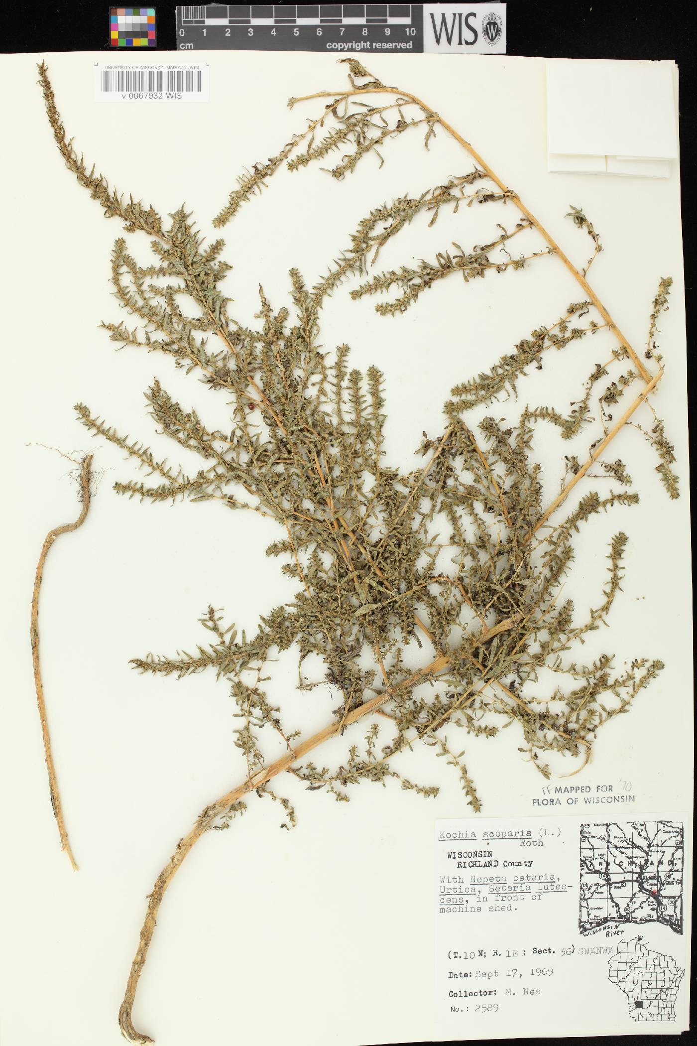 Bassia scoparia image