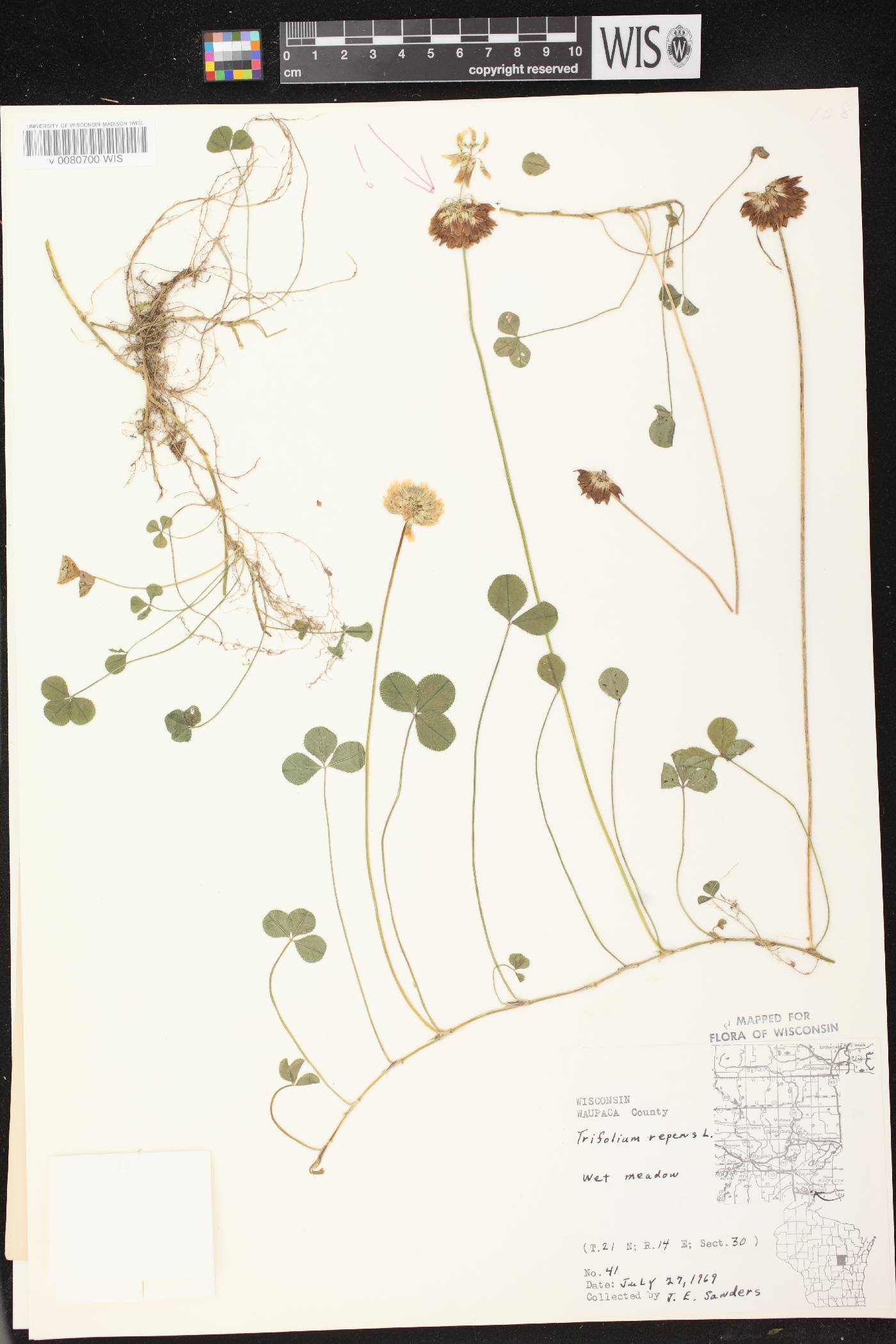Trifolium repens image