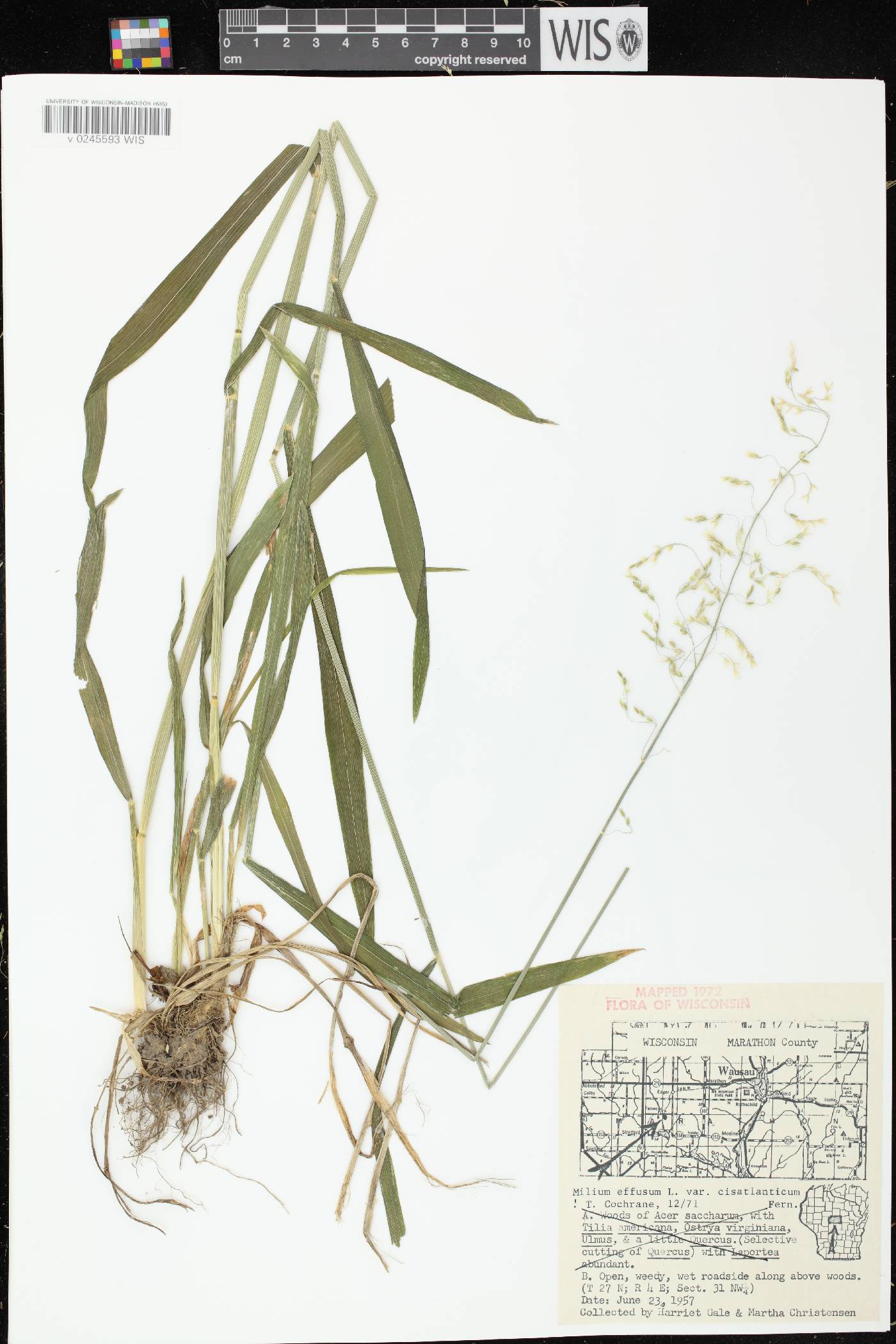 Milium effusum image