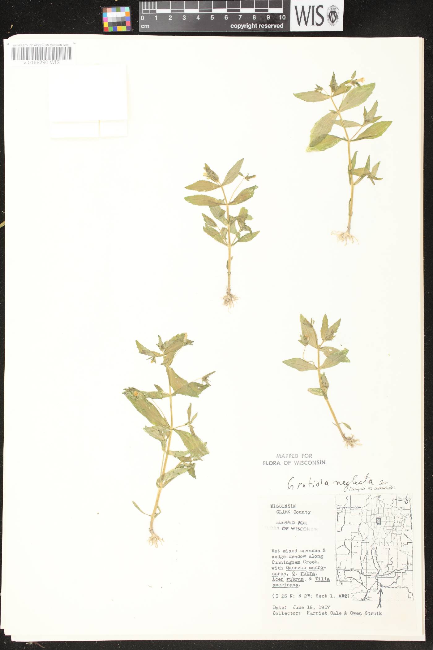 Gratiola neglecta image