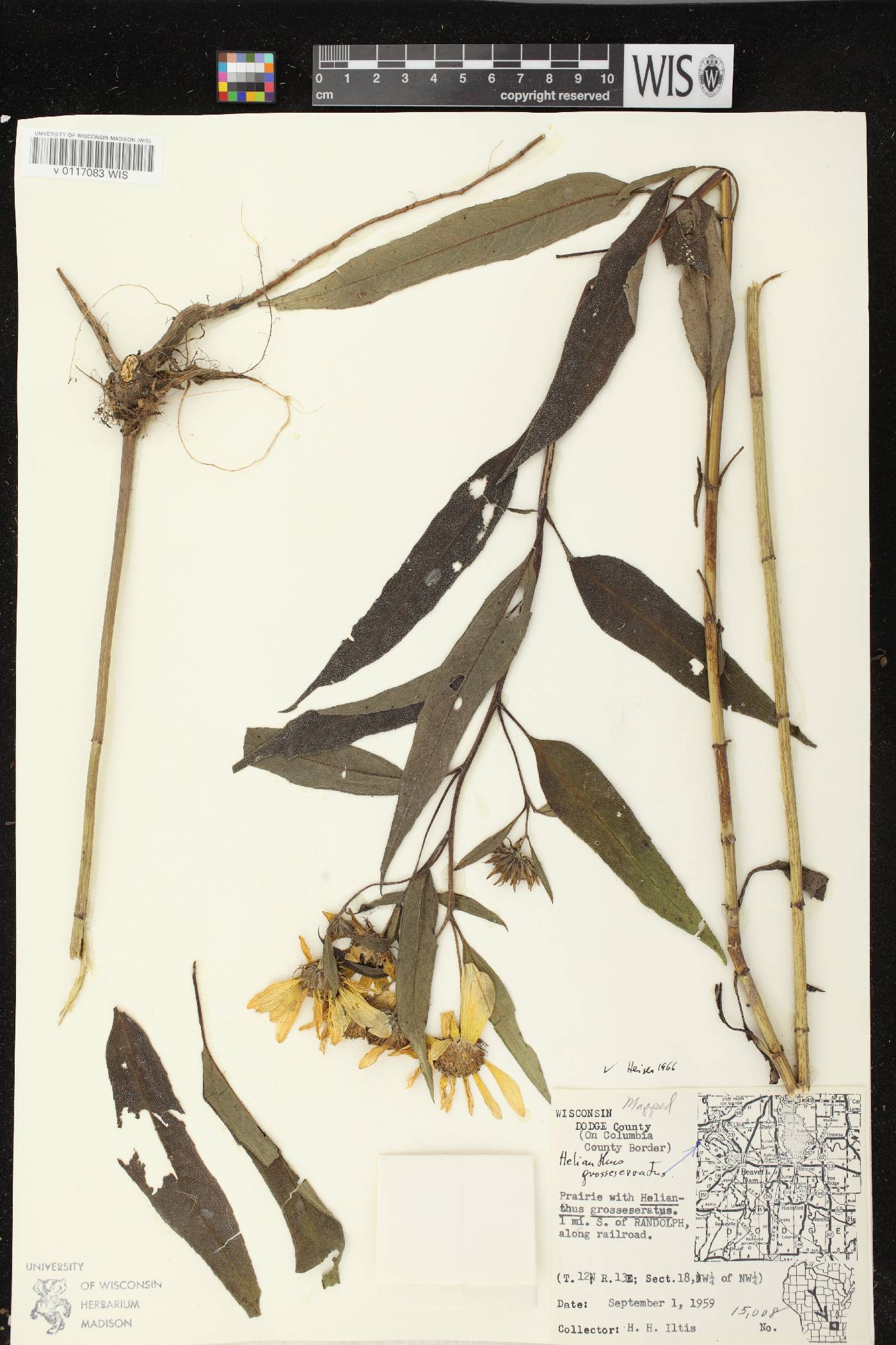 Helianthus grosseserratus image