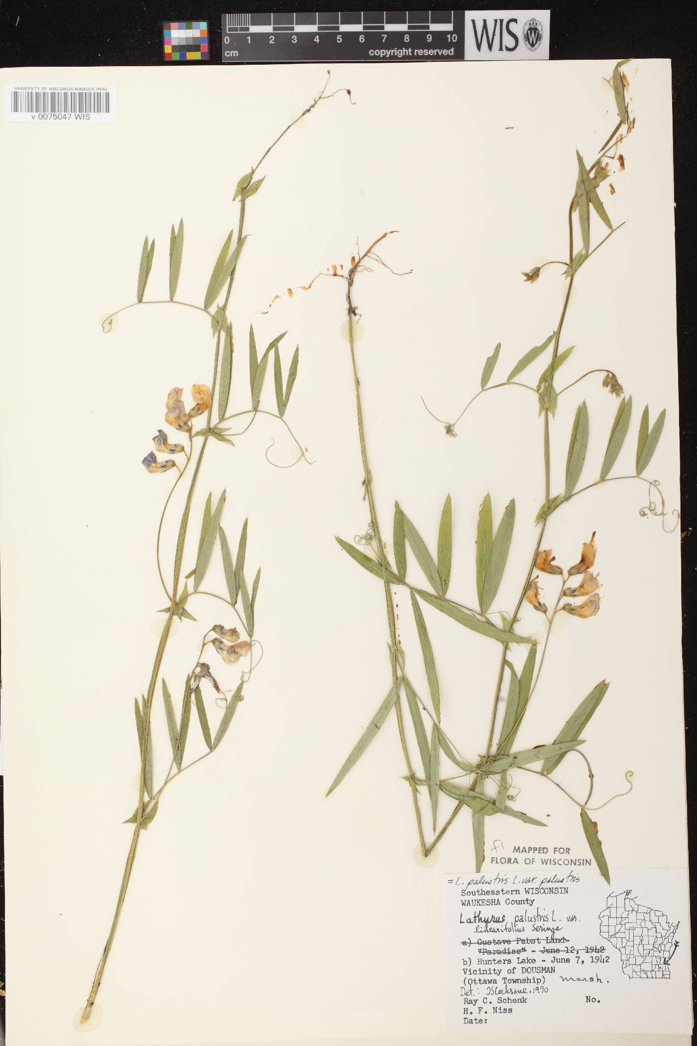 Lathyrus palustris image