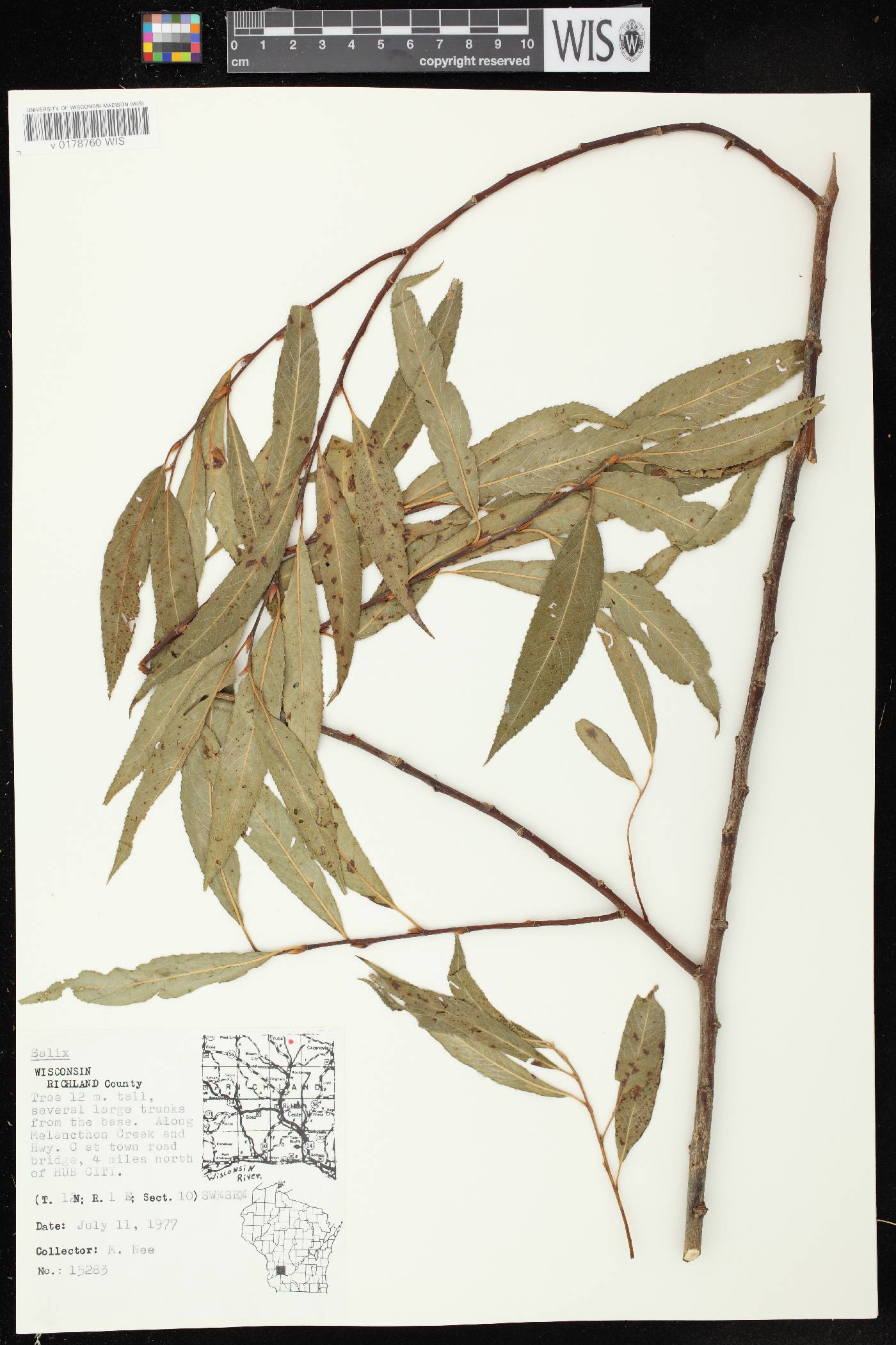 Salix x fragilis image