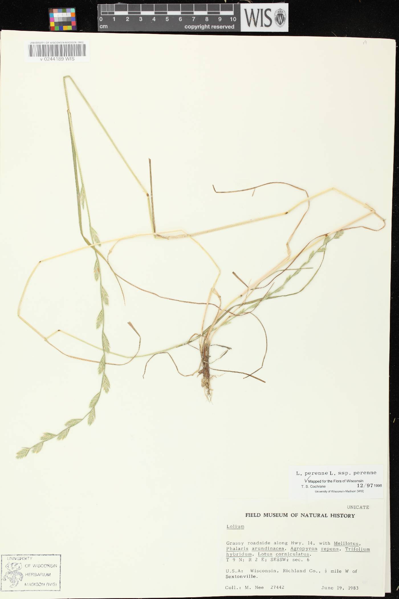 Lolium perenne subsp. perenne image