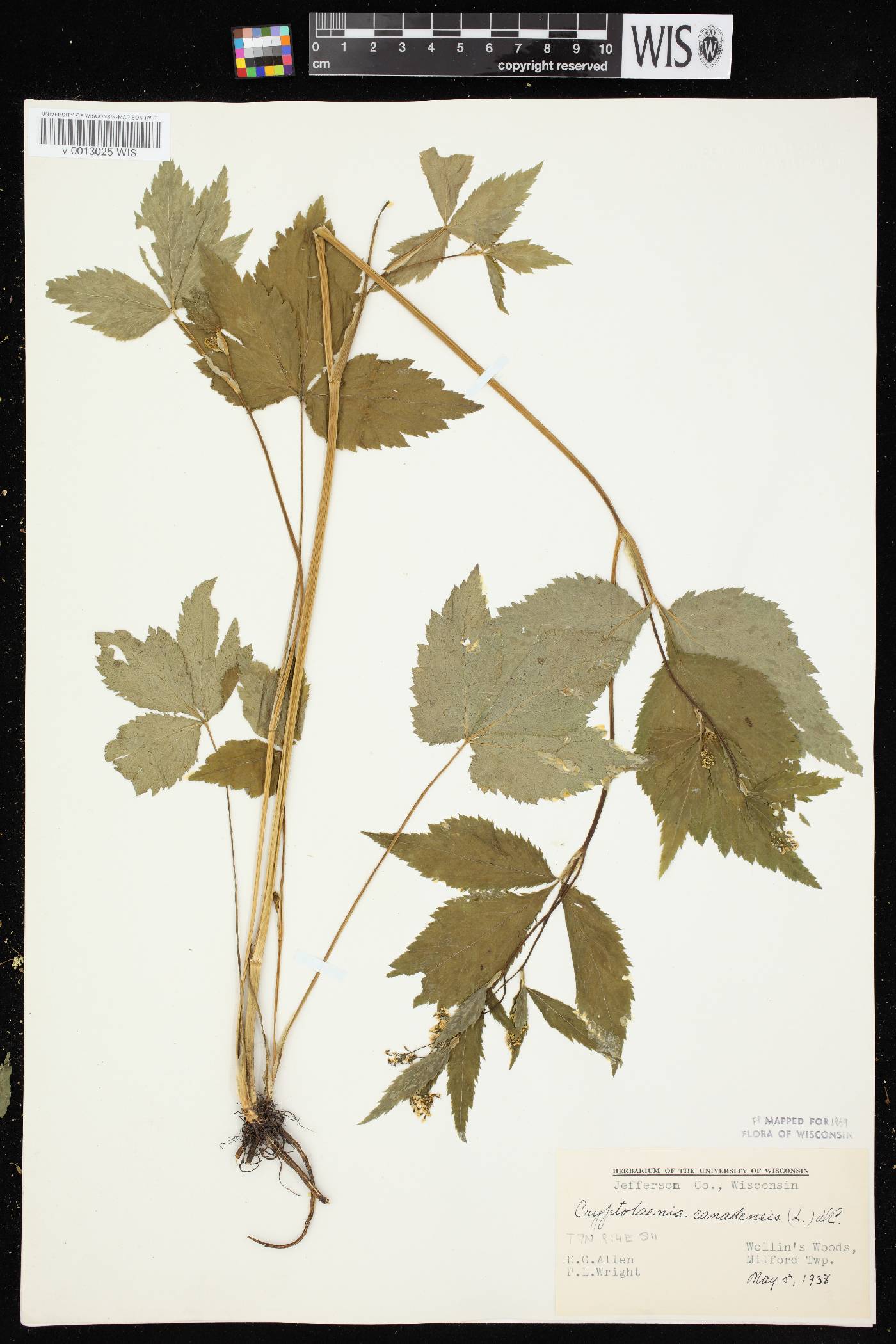 Cryptotaenia canadensis image