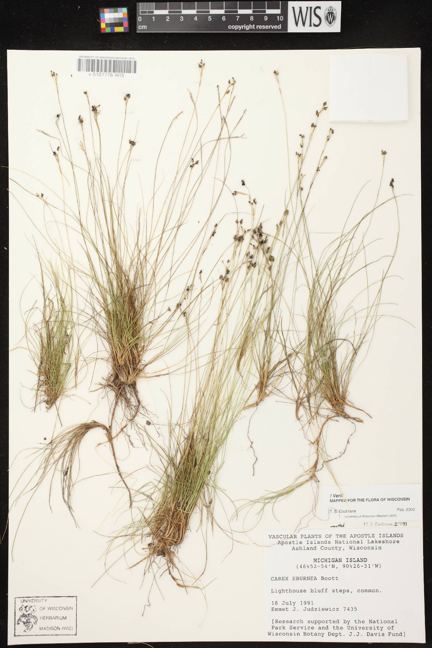 Carex eburnea image