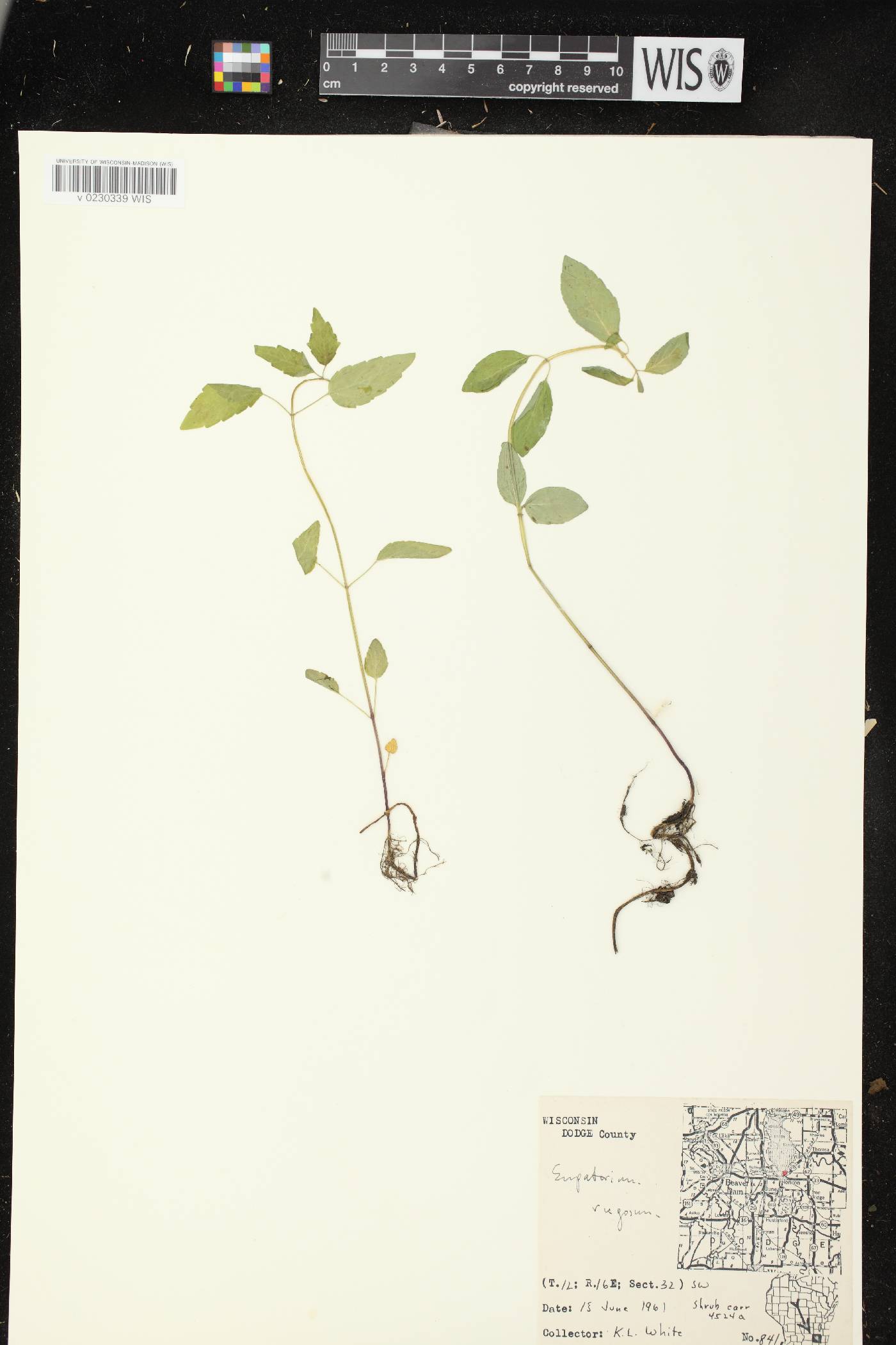 Ageratina altissima subsp. altissima image
