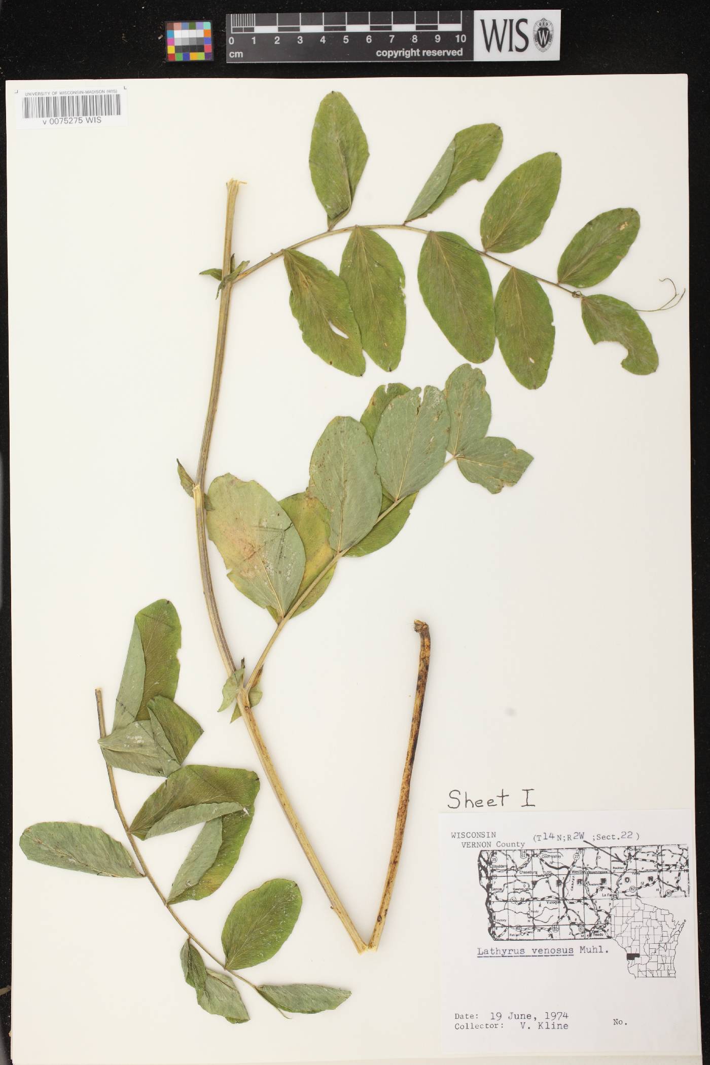 Lathyrus venosus image