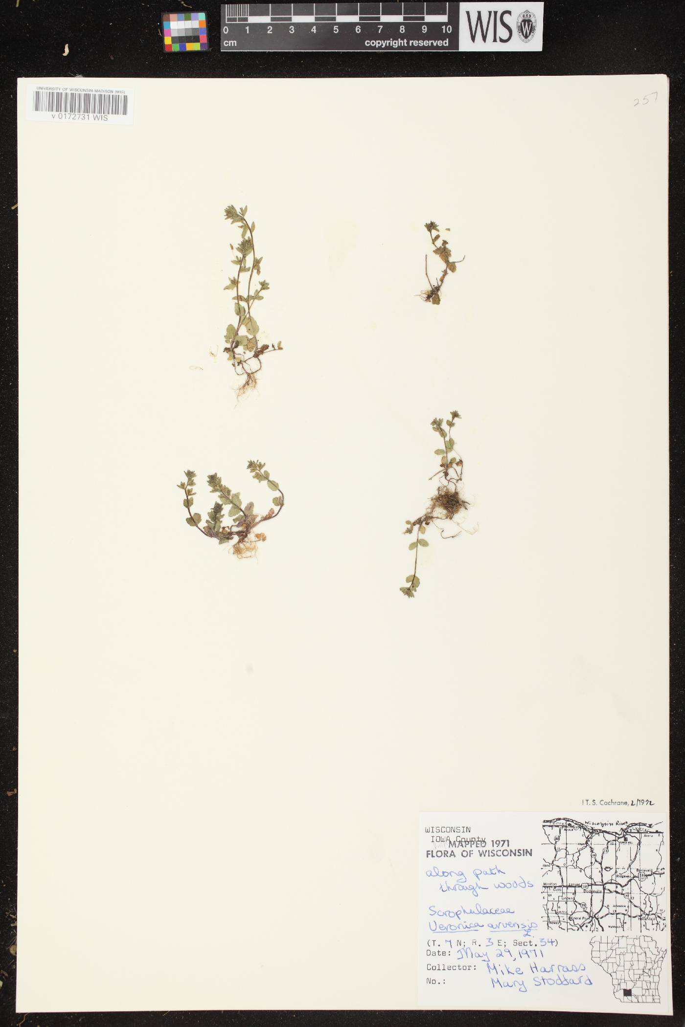 Veronica arvensis image