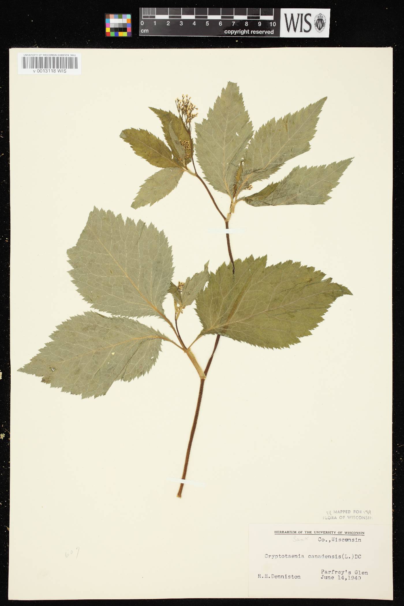 Cryptotaenia canadensis image