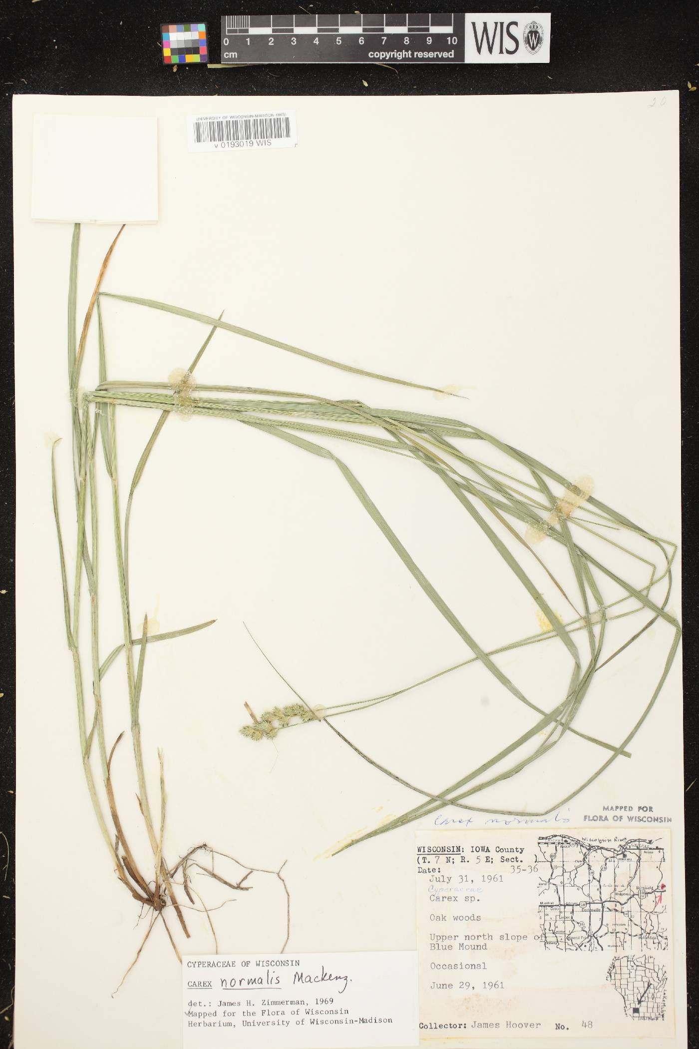 Carex normalis image