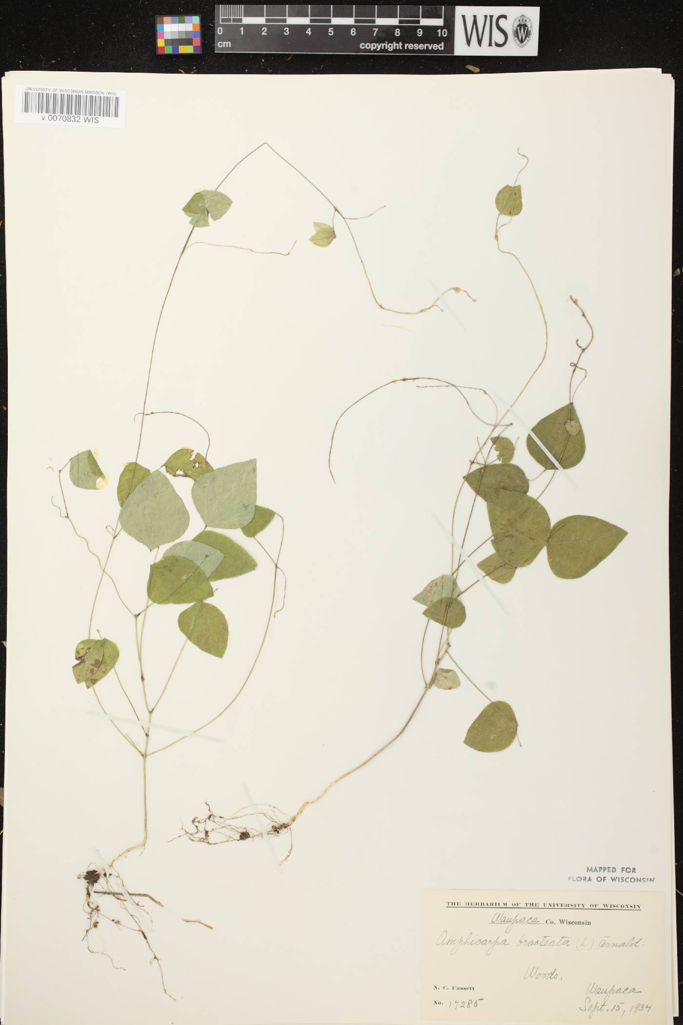 Amphicarpaea bracteata image