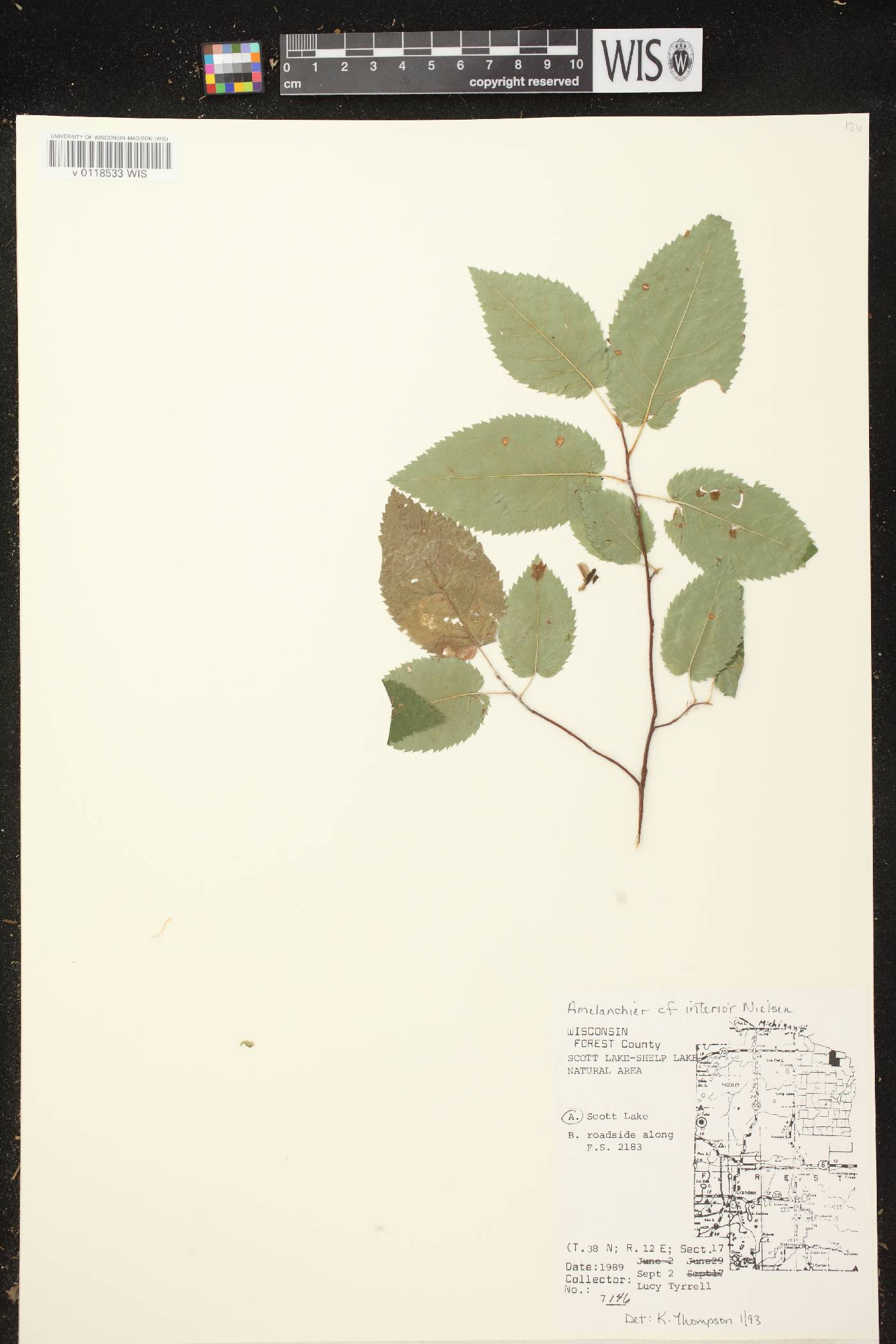 Amelanchier interior image