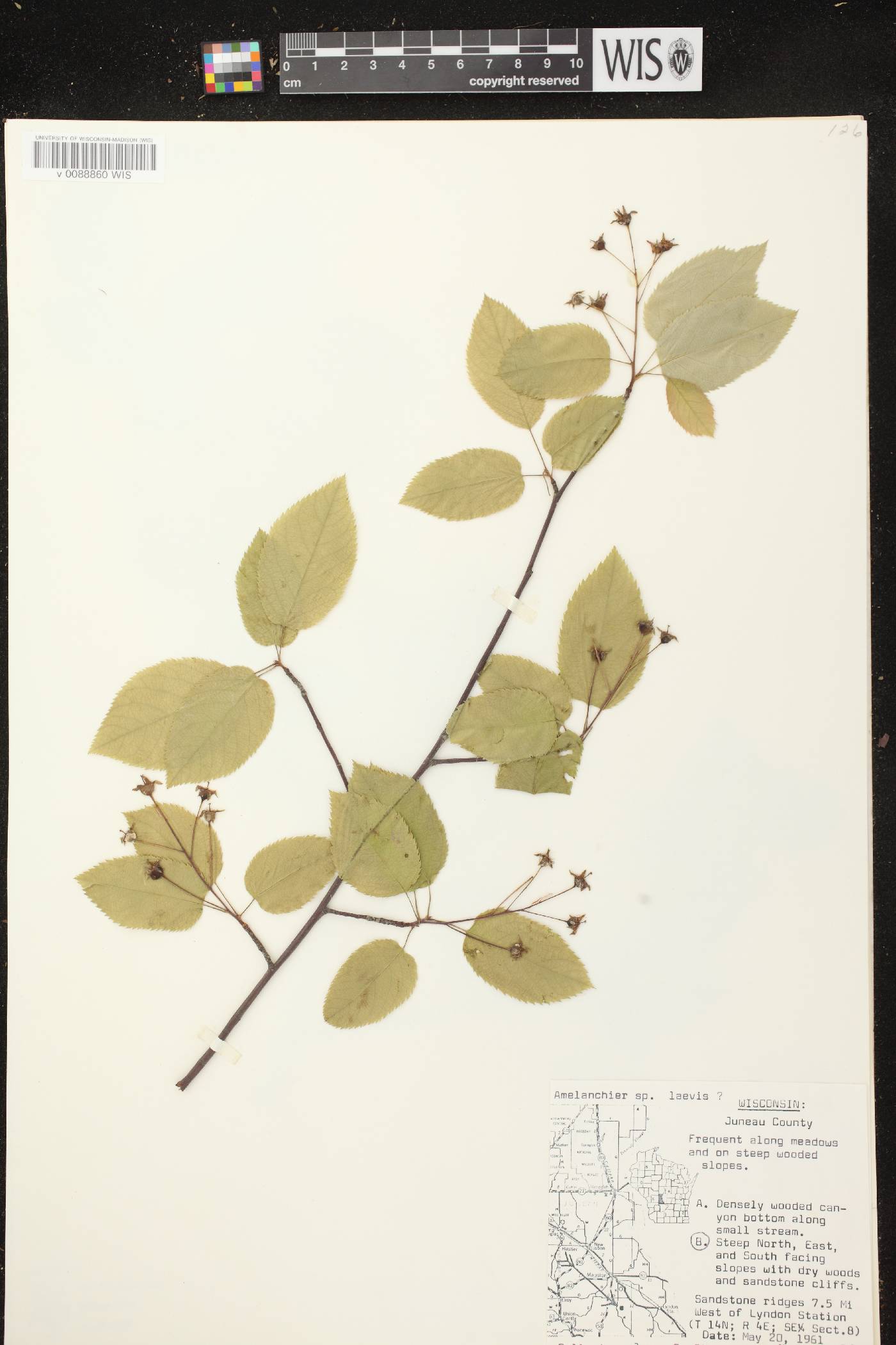 Amelanchier laevis image
