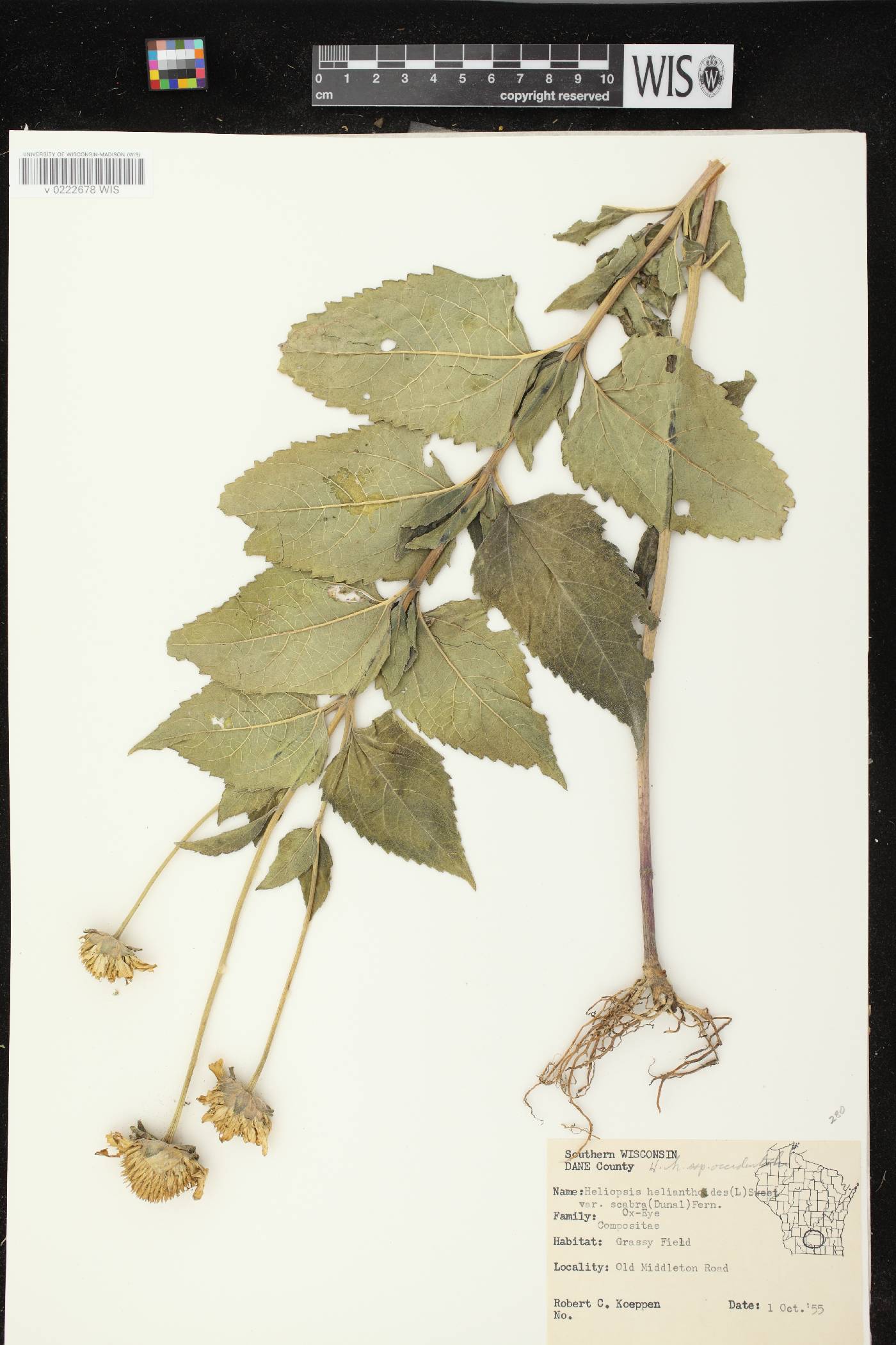 Heliopsis helianthoides image