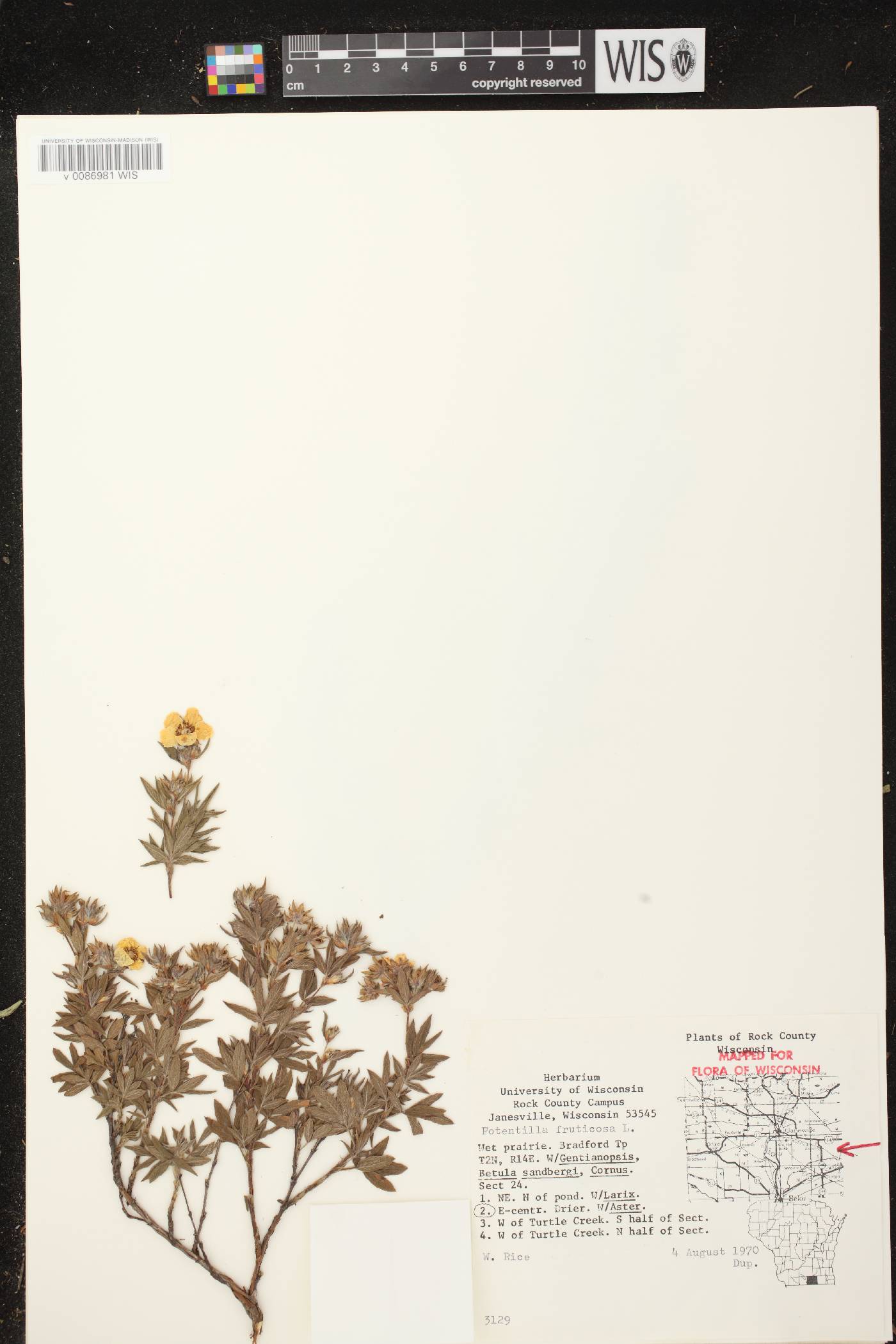 Dasiphora fruticosa image