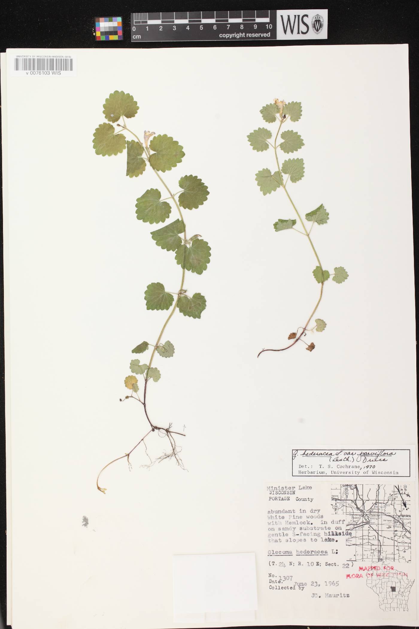 Glechoma hederacea image